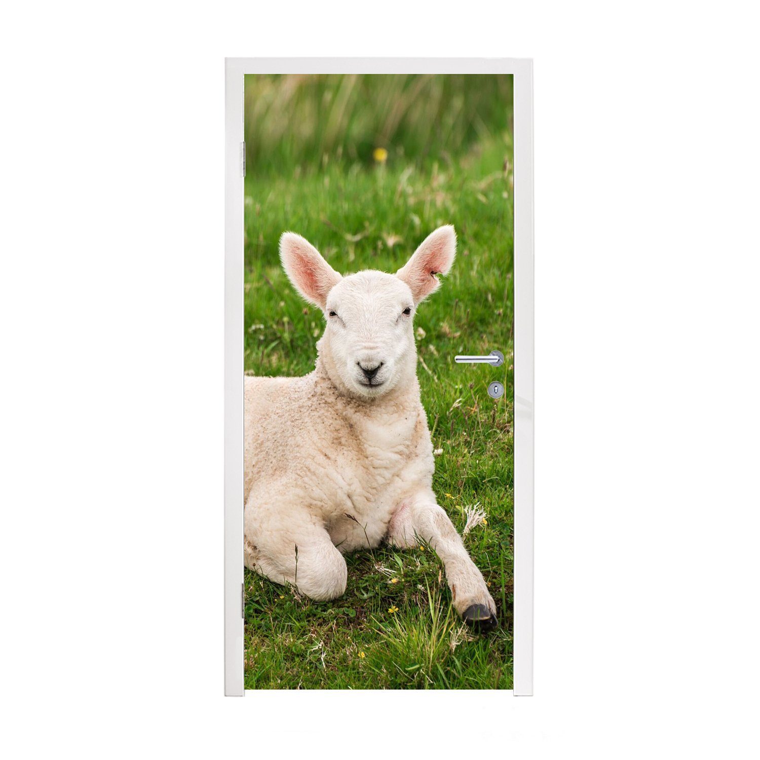 75x205 Matt, MuchoWow Türtapete - Lamm, Türaufkleber, (1 Tiere Schafe für - Tür, St), bedruckt, Fototapete cm