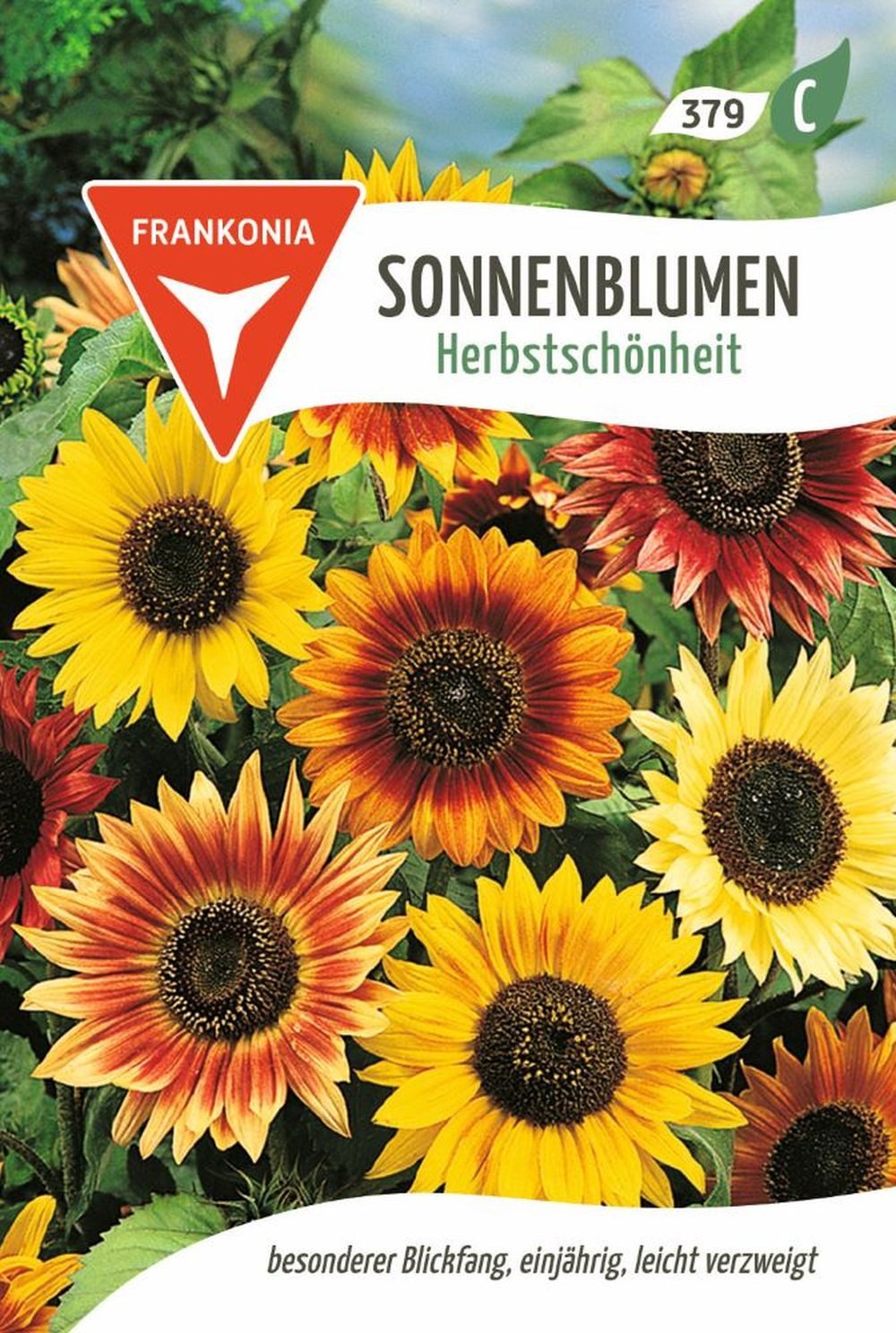 FRANKONIA Blumensamen Sonnenblume - Herbstschönheit - Saatgut SonnenSamen, Helianthus annuus