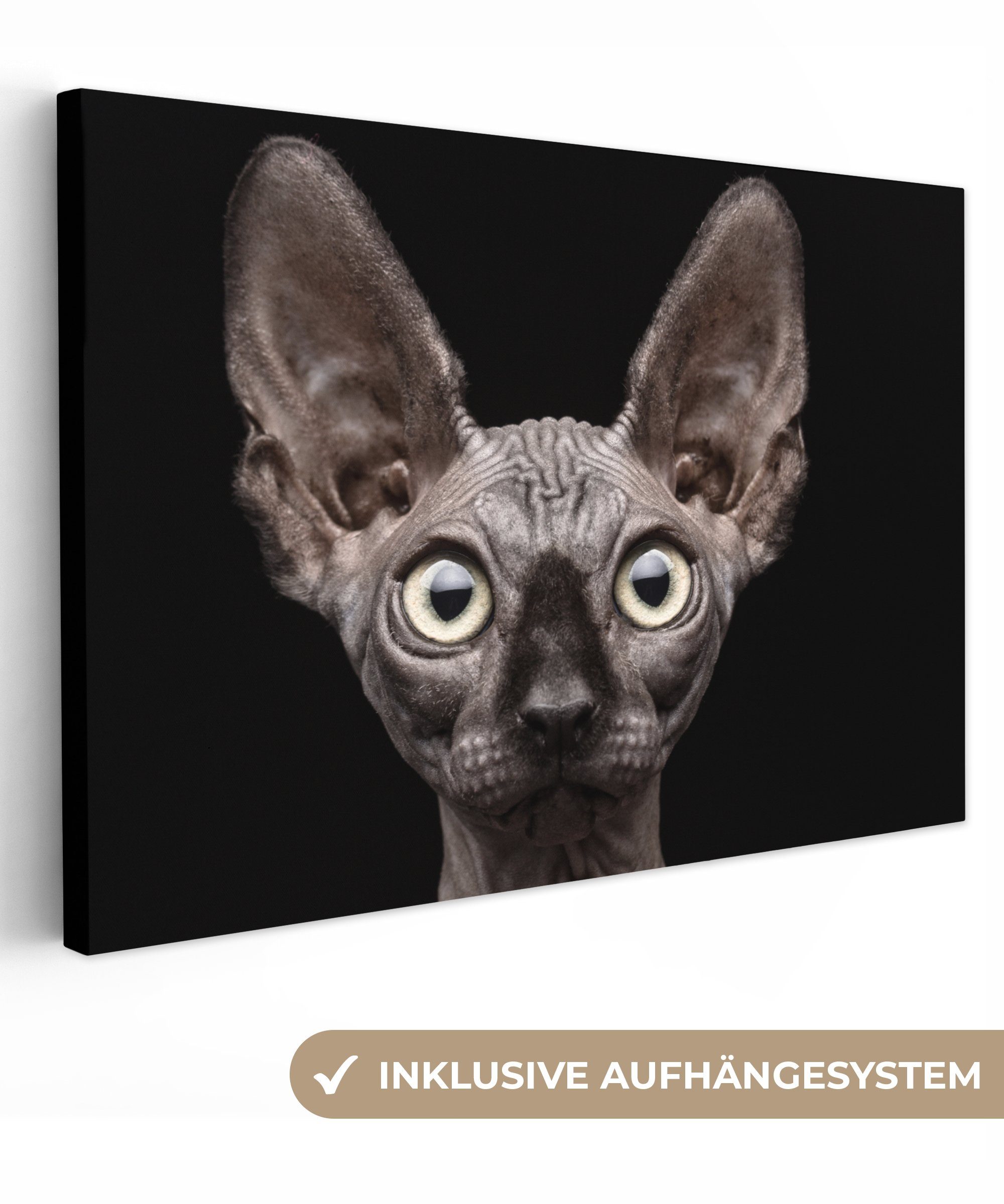 OneMillionCanvasses® Leinwandbild Katze - Haustiere - günstig online kaufen