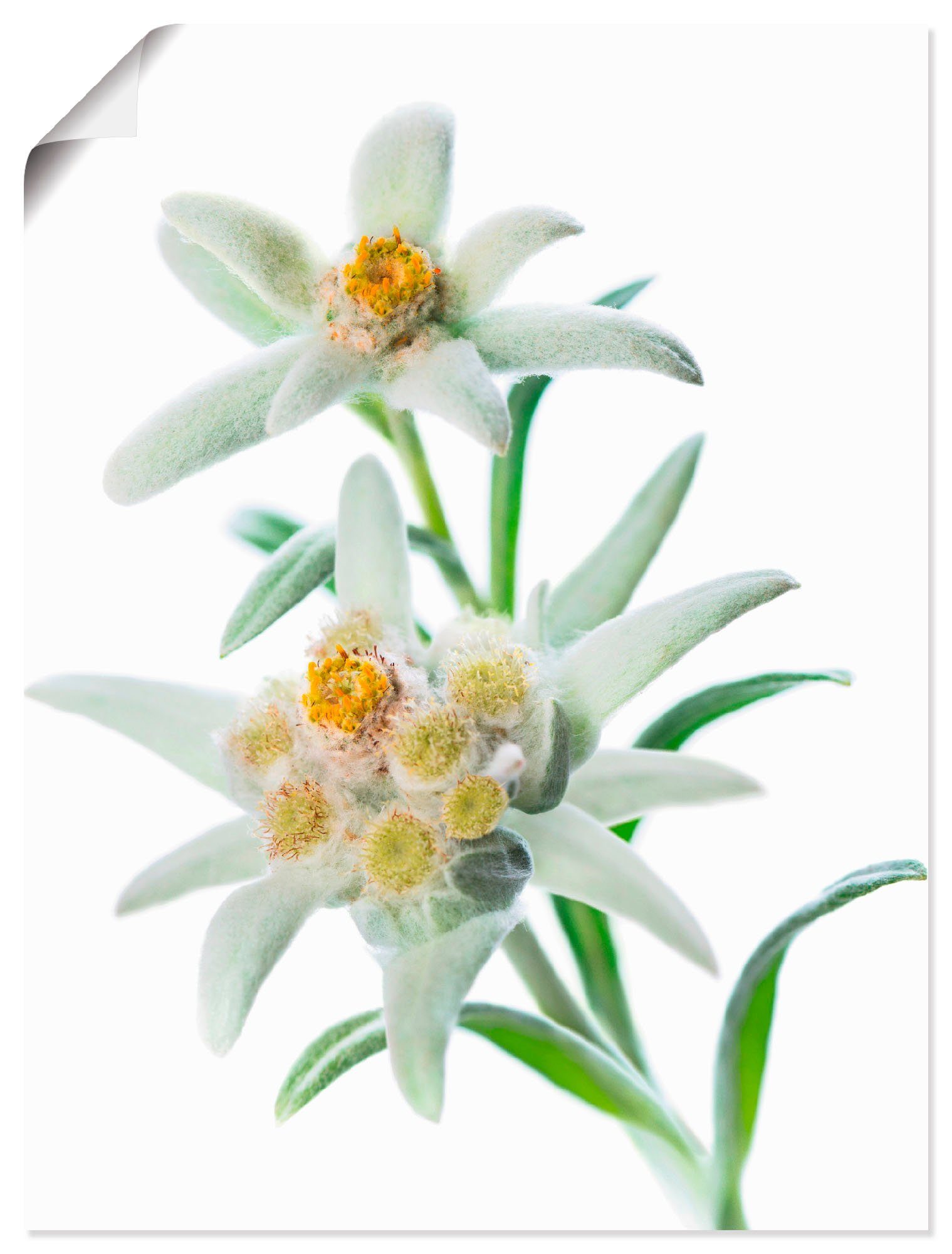 Alubild, versch. St), Leinwandbild, in Größen Blumen als Edelweiss, Wandaufkleber Wandbild oder Poster (1 Artland