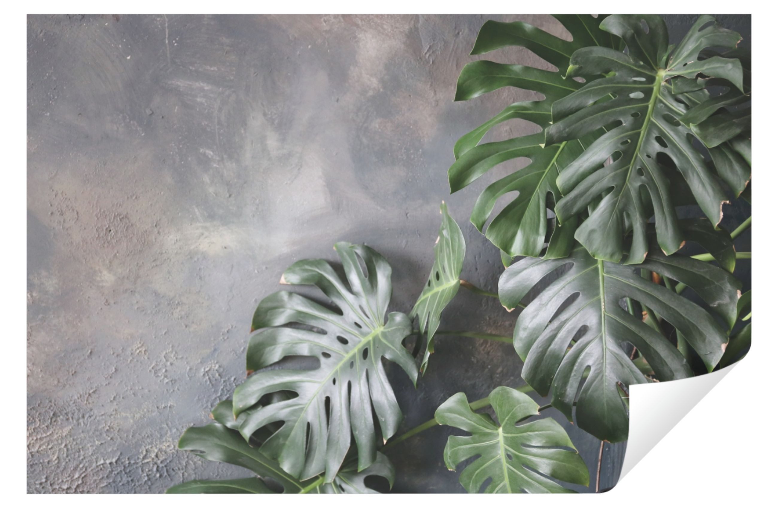 Wallarena Fototapete Blätter Monstera Beton Vlies Tapete Wohnzimmer Schlafzimmer Wandtapete, Glatt, Tropisch, Tapete inklusive Kleister Vliestapete Motivtapete Wandtapete. Reduzierter Preis € 18,90. Unverbindliche Preisempfehlung € 23,90, (€ 18,90 pro 1 Stk)