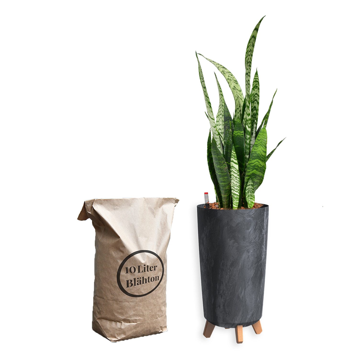 Green Me Up Zimmerpflanze Hydrokultur Set Sansevieria Zeylanica