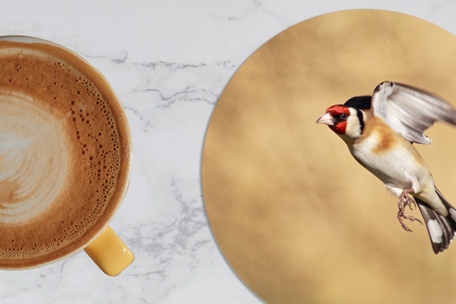 breitet Tasse, MuchoWow für im Flügel Zubehör Becher Glasuntersetzer Stieglitz Tassenuntersetzer, 6-tlg., aus, seine Korkuntersetzer, Getränkeuntersetzer, Flug Gläser,