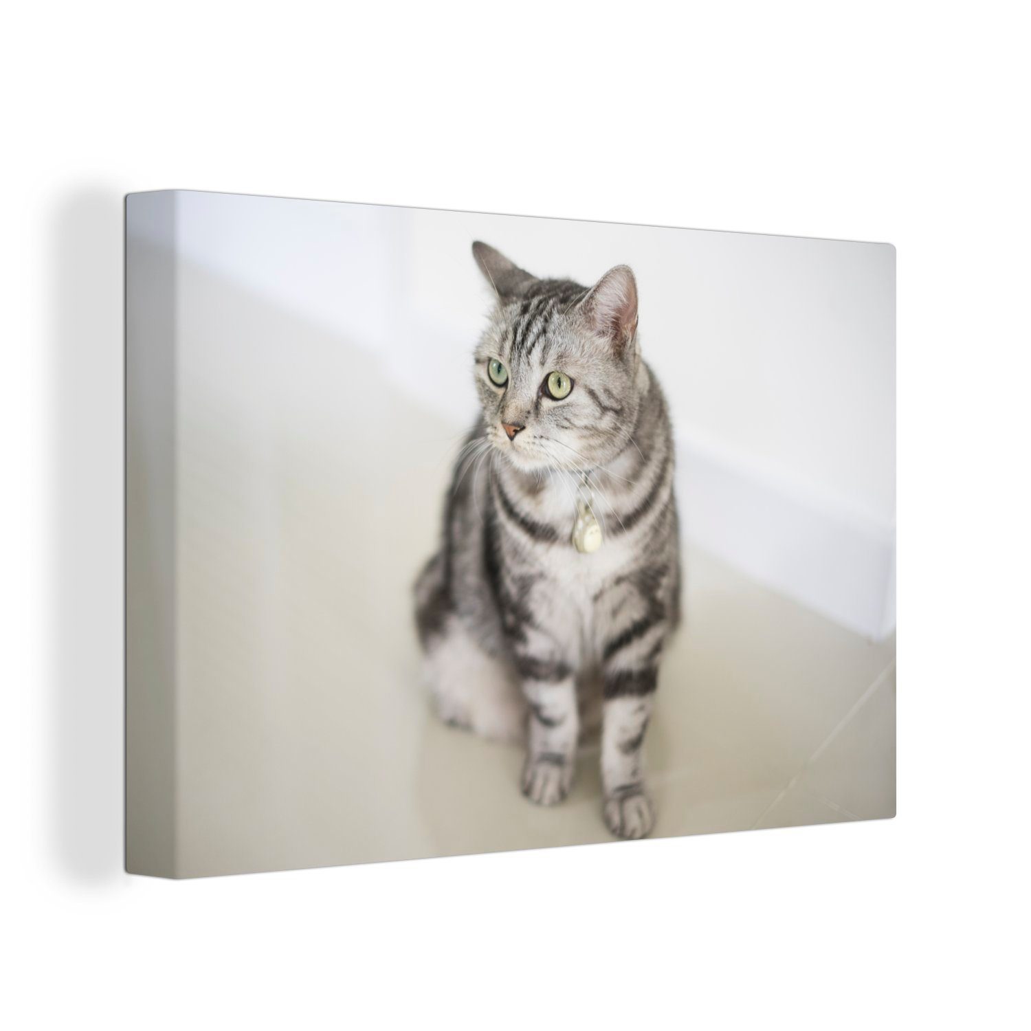 OneMillionCanvasses® Leinwandbild American Kätzchen, Wanddeko, Wandbild Leinwandbilder, 30x20 St), Shorthair (1 cm Aufhängefertig