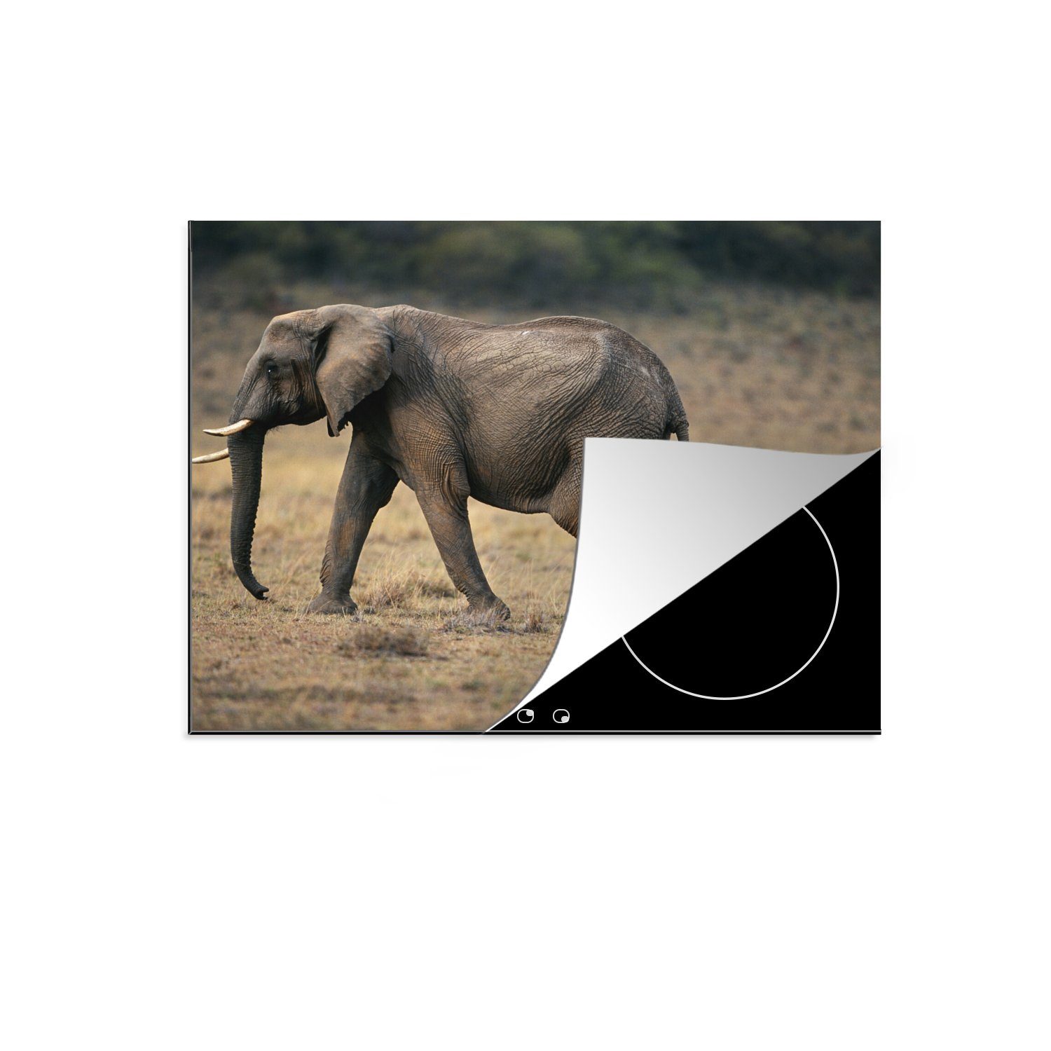 MuchoWow Herdblende-/Abdeckplatte Elefant - Tiere - Savanne - Natur, Vinyl, (1 tlg), 59x52 cm, Ceranfeldabdeckung für die küche, Induktionsmatte