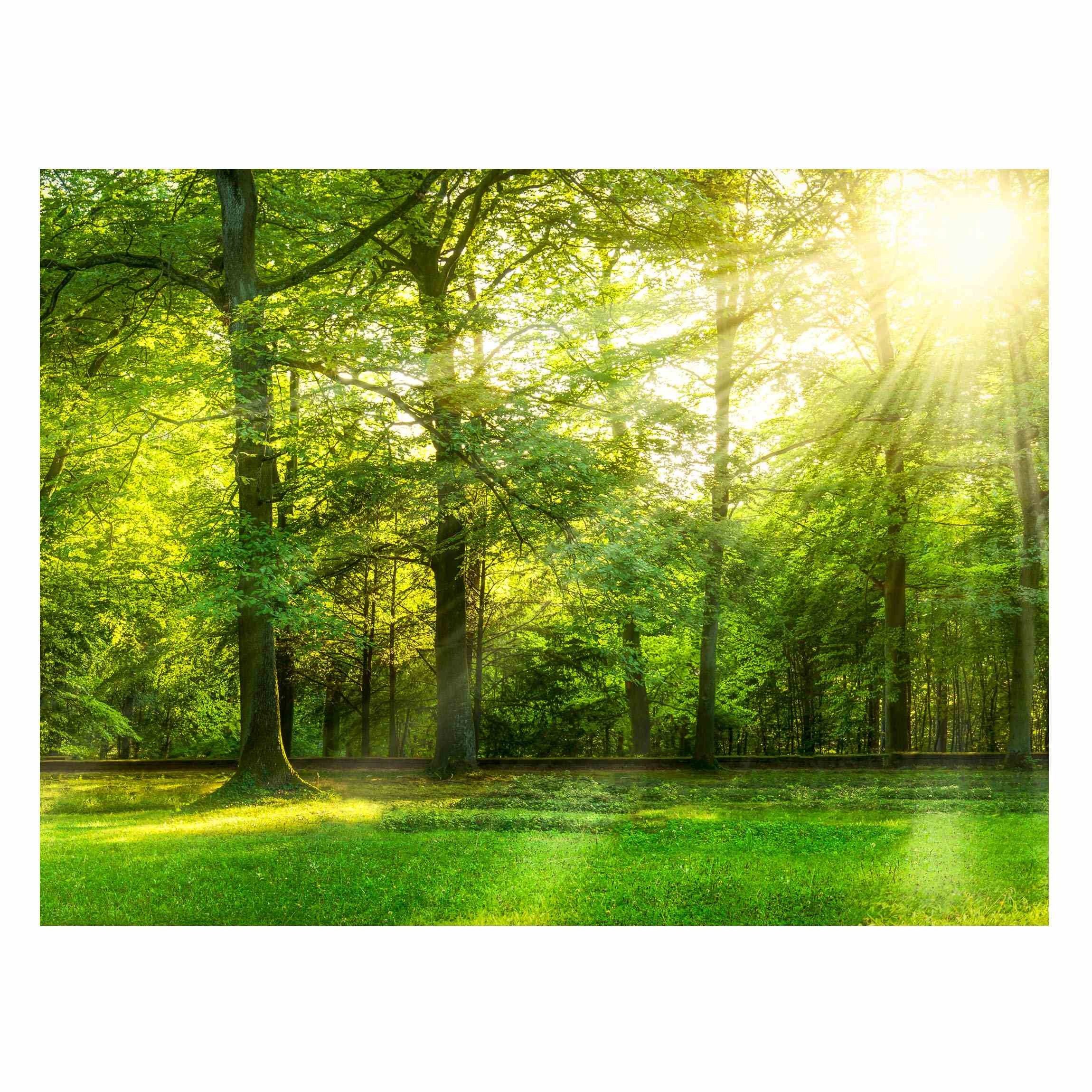 Bilderdepot24 Magnettafel Küche grün Spaziergang im Wald, (1-tlg., Magnetboard Pinnwand für die Wand - metallische Tafel für Magnete), Magnetwand groß mit Motiv Büro Memoboard magnetisch Hochformat