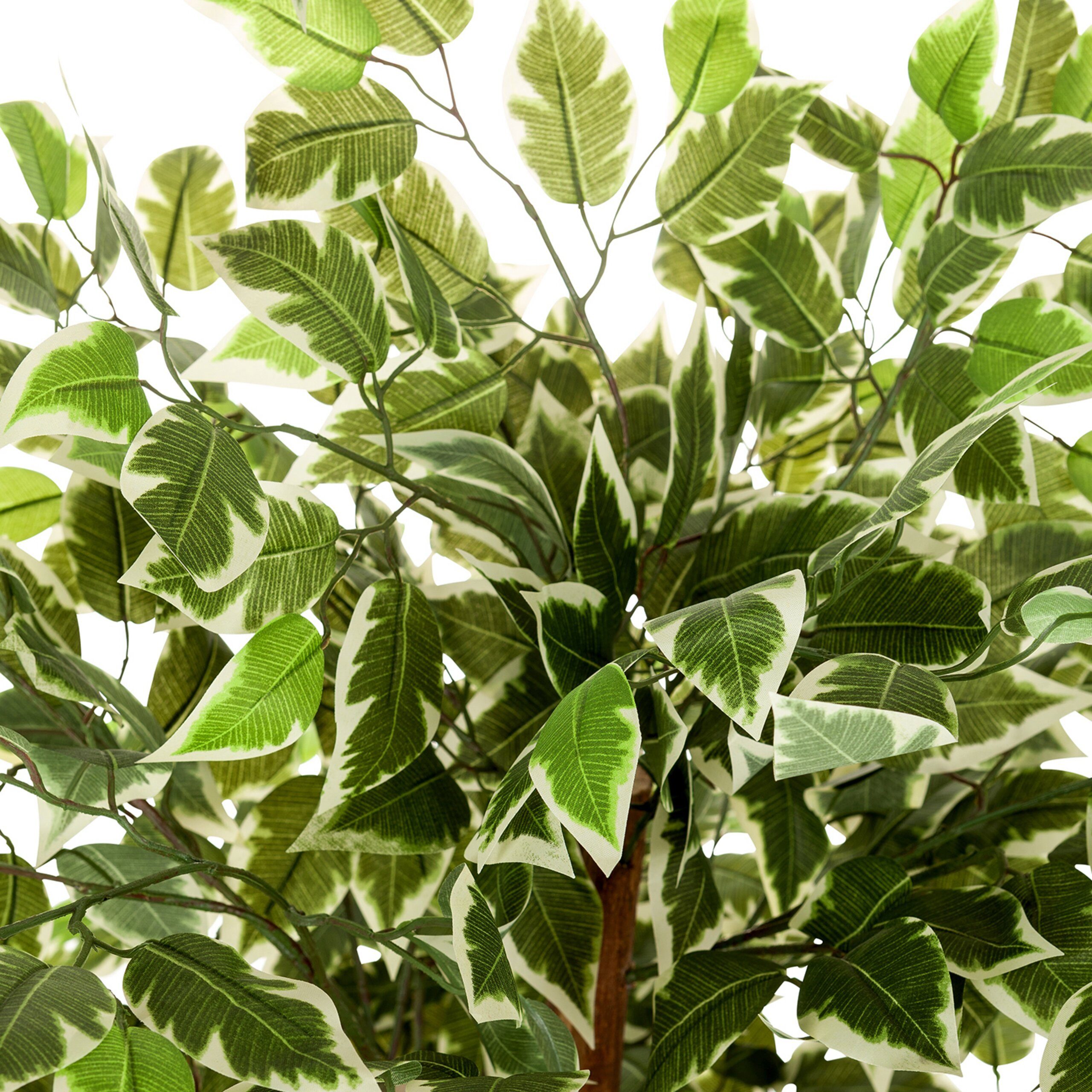 Kunstpflanze FICUS Künstliche Pflanze Höhe 165.0 cm Birke Birke, hjh OFFICE, Höhe 165.0 cm, Künstliche Pflanze Benjamini im Kunststofftopf Kunstbaum Echtholzstamm