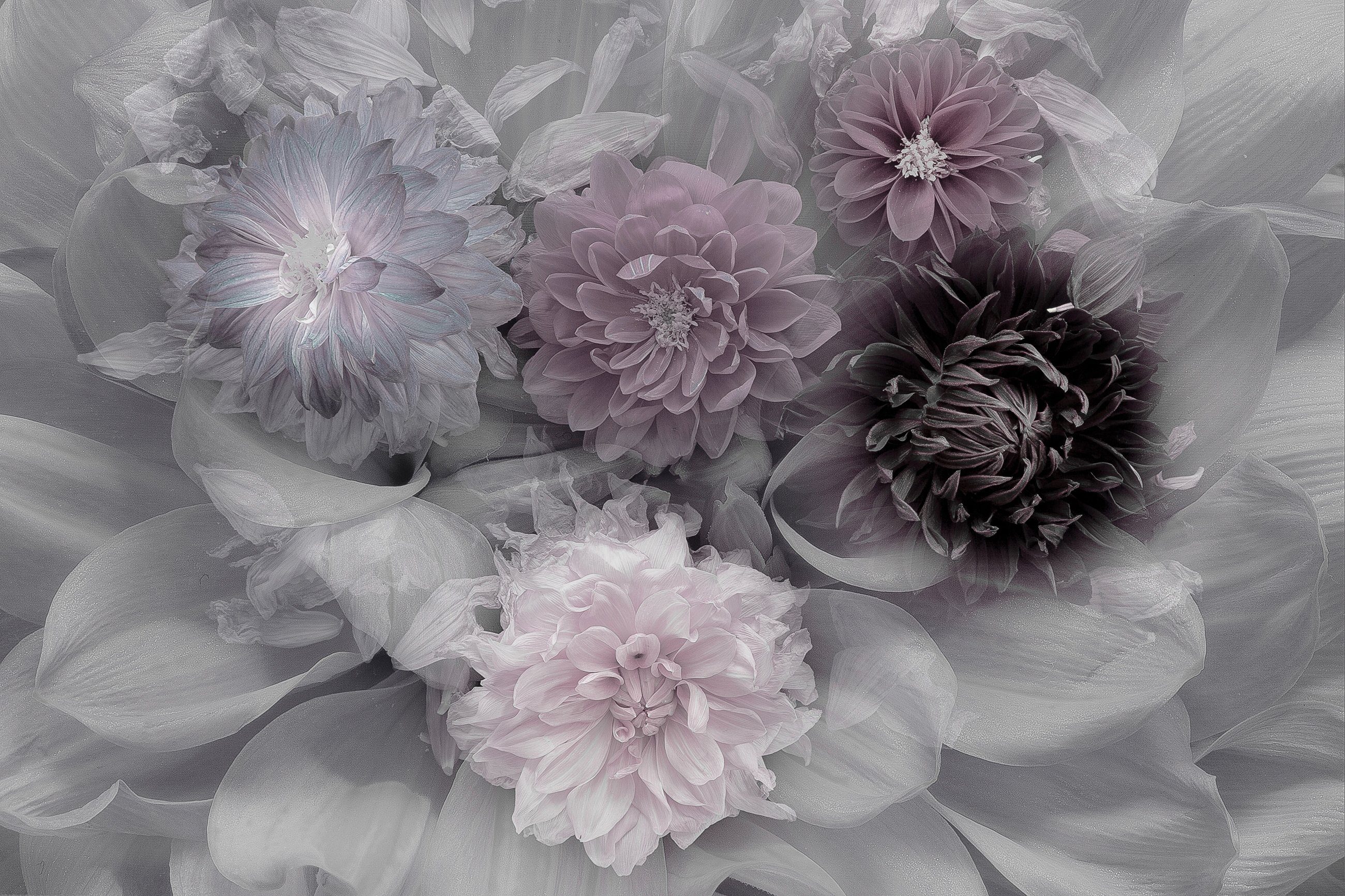 Papermoon Fototapete Photo-Art INGE SCHUSTER, DAHLIA DREAM