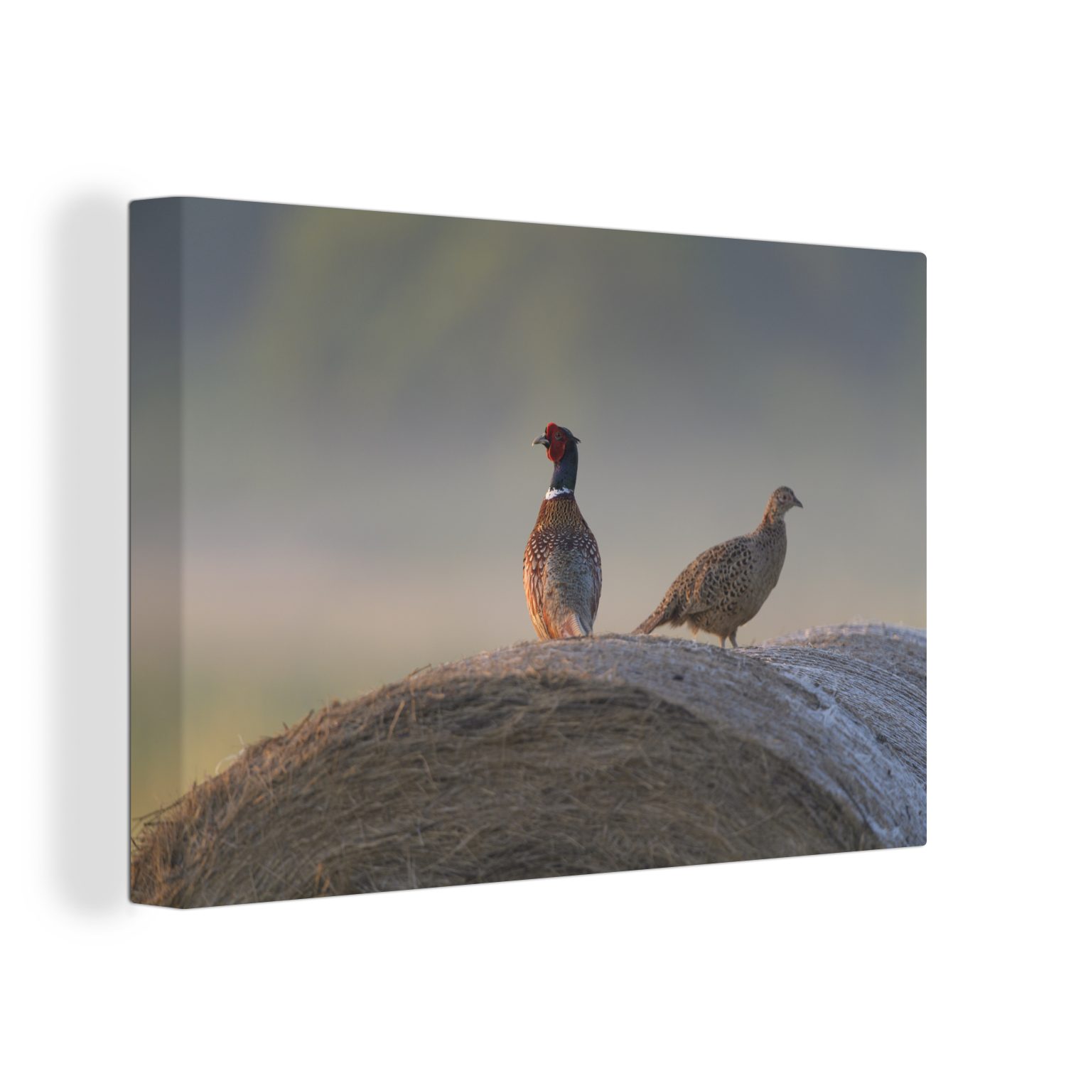 OneMillionCanvasses® Leinwandbild Vogel - Heu - Fasan, (1 St), Wandbild Leinwandbilder, Aufhängefertig, Wanddeko, 30x20 cm | Leinwandbilder