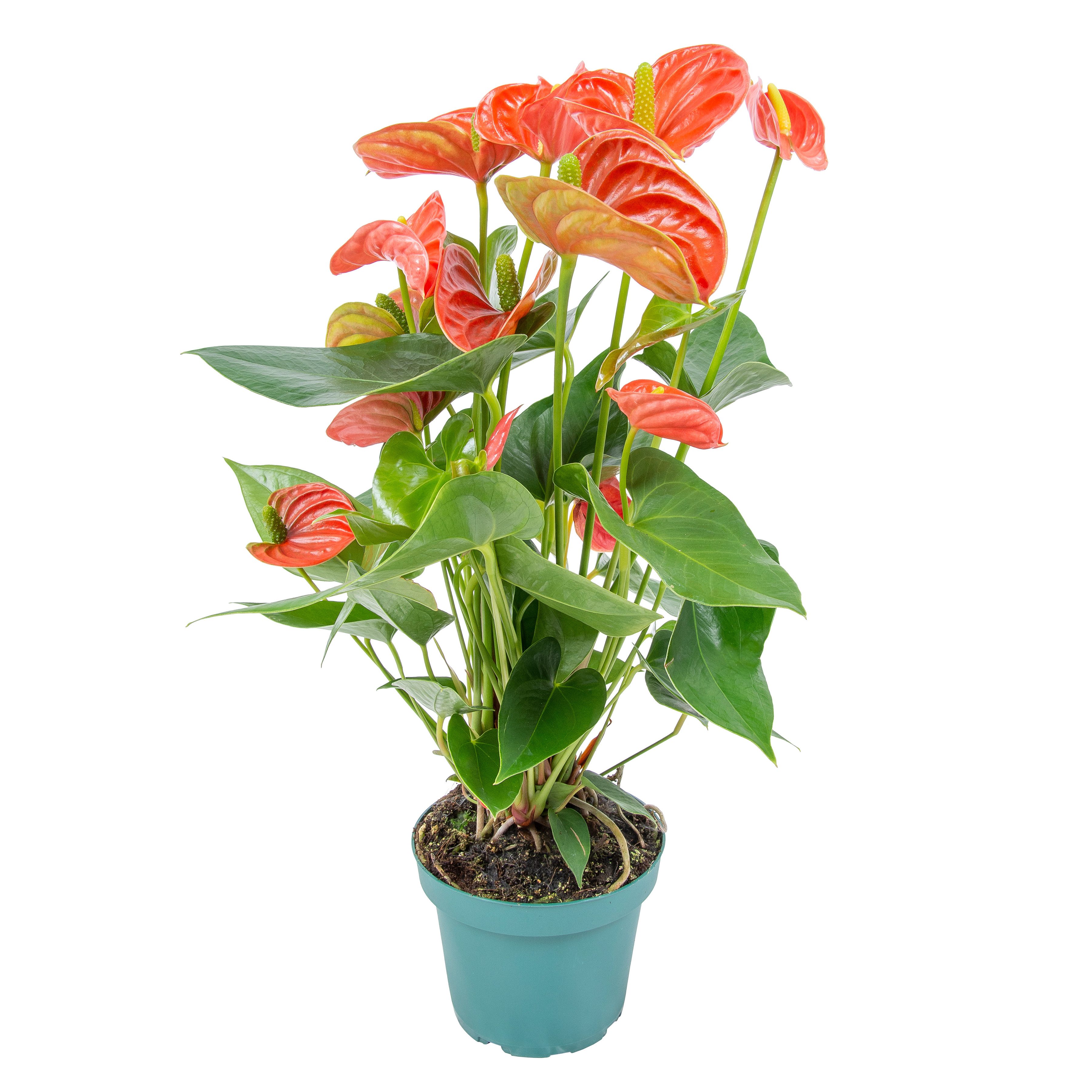 Bloomique Zimmerpflanze Anthurium Andreanum, Flamingoblume, Orange, 30-40 cm, Topf 12 cm, 1 St.