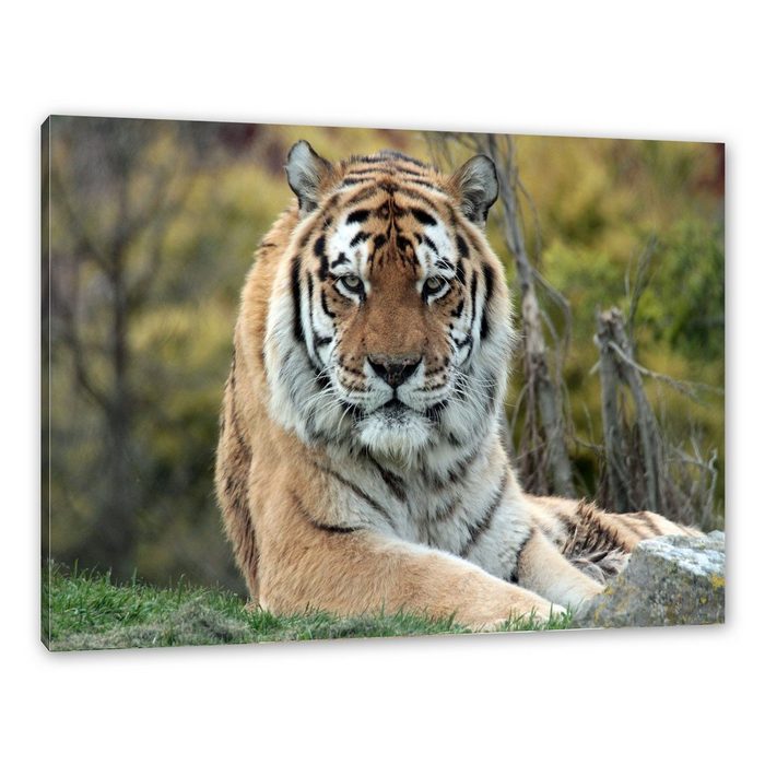 Pixxprint Leinwandbild schöner Tiger auf Wiese Wanddekoration (1 St) Leinwandbild fertig bespannt inkl. Zackenaufhänger
