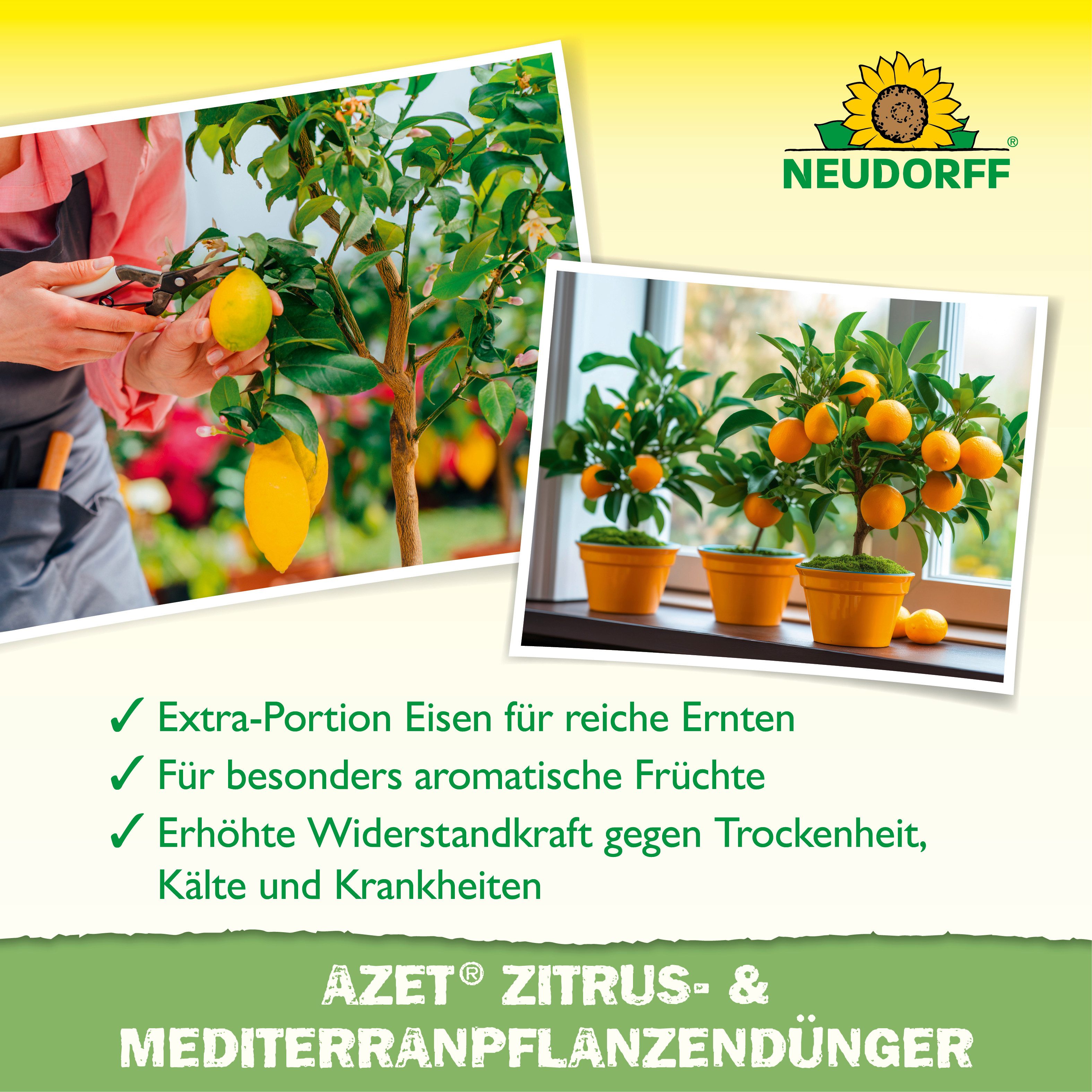 Neudorff Spezialdünger Azet Zitrus- & Mediterran PflanzenDünger 1 L, Flüssiger organisch-mineralischer NPK-Dünger mit Eisen, 1 L für bis zu 200 L Gießwasser, Mi – Bild 4 von 5