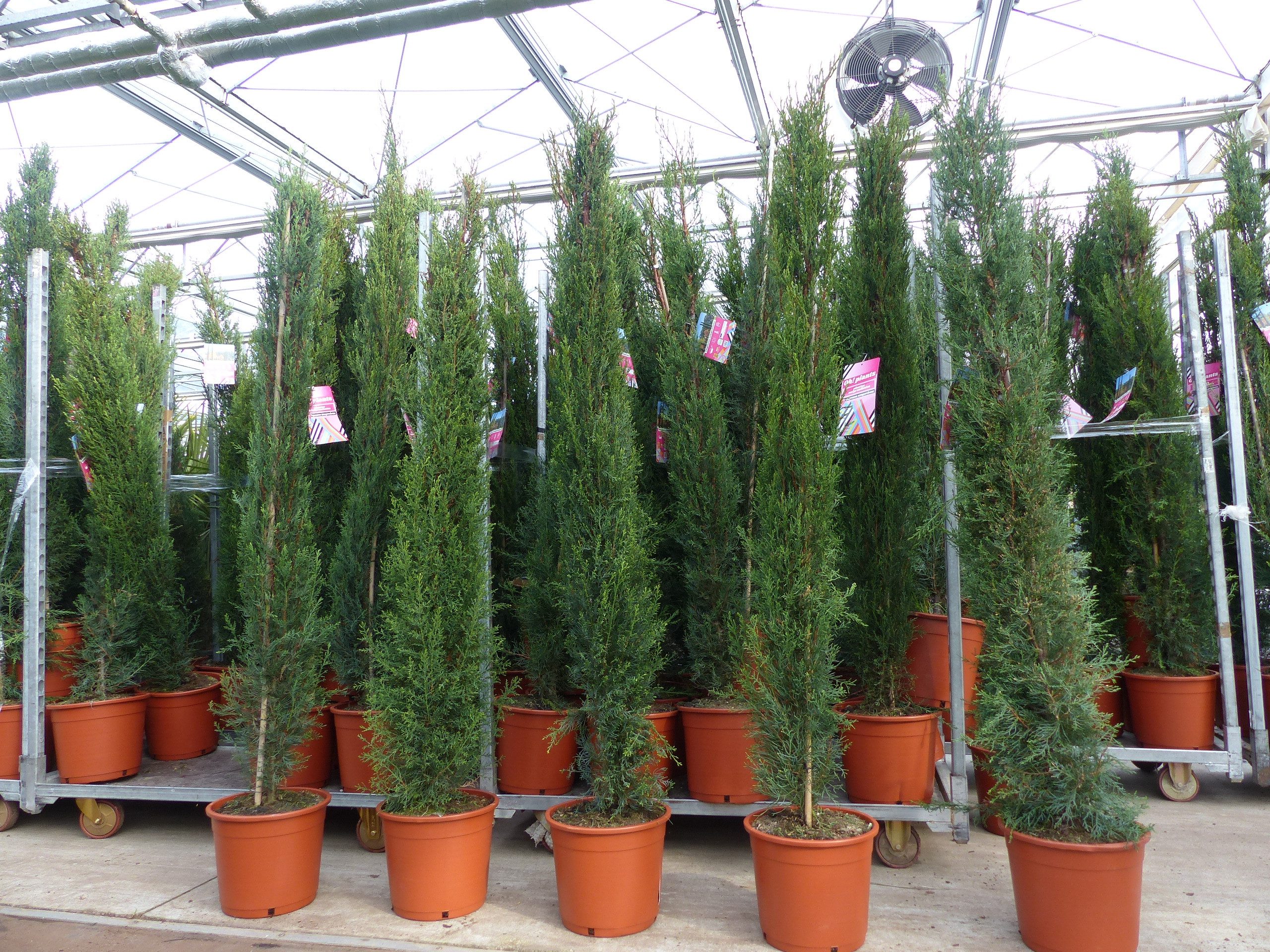 gruenwaren jakubik Baum 10x Mittelmeerzypresse 200 cm Säulen Zypresse Cupressus Semper