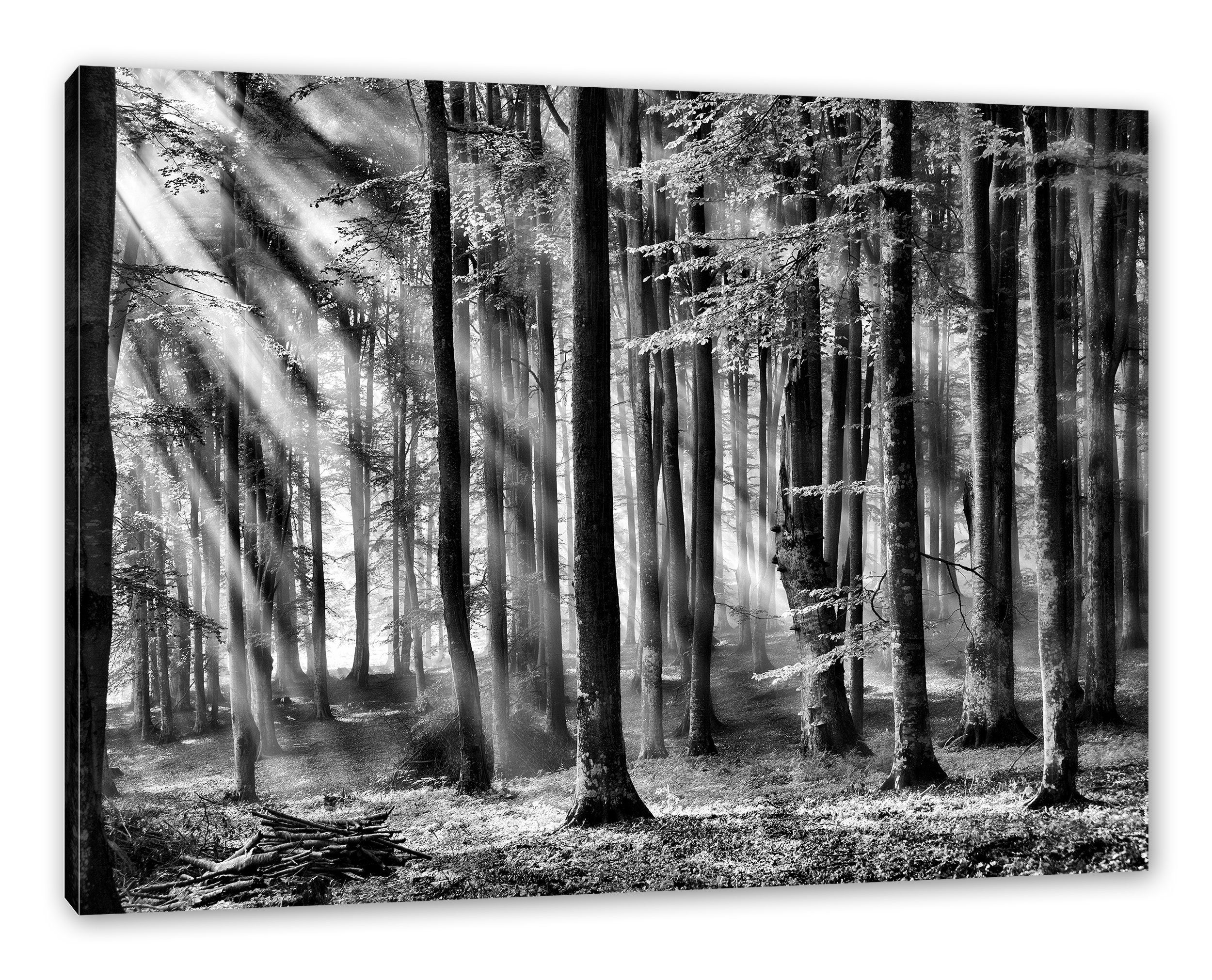 Leinwandbild Licht, Leinwandbild Bäume Zackenaufhänger St), Bäume inkl. Licht fertig Pixxprint im bespannt, (1 im