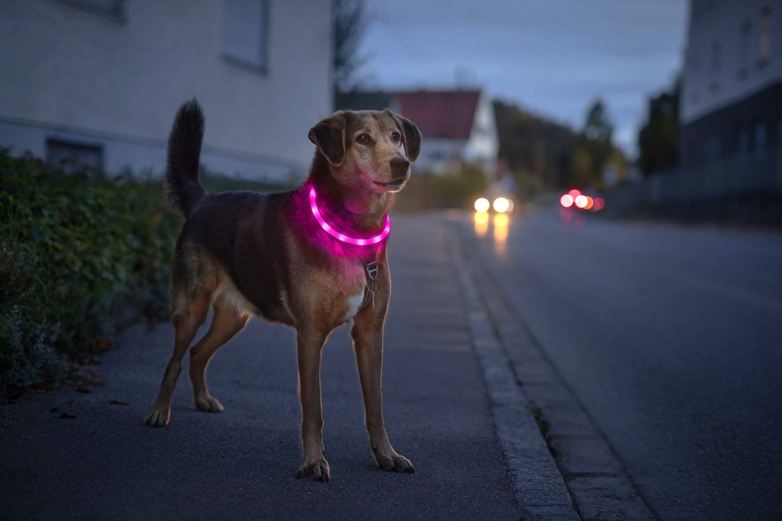 PRECORN Hunde-Halsband LED Silikon Hunde Leuchthalsband aufladbar per USB-C günstig online kaufen