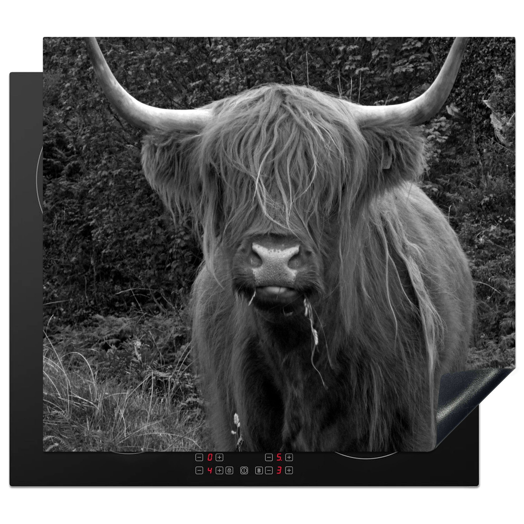 MuchoWow Herdblende-/Abdeckplatte Fressende schottische Highlander-Kuh - schwarz und weiß, Vinyl, (1 tlg), 60x52 cm, Mobile Arbeitsfläche nutzbar, Ceranfeldabdeckung