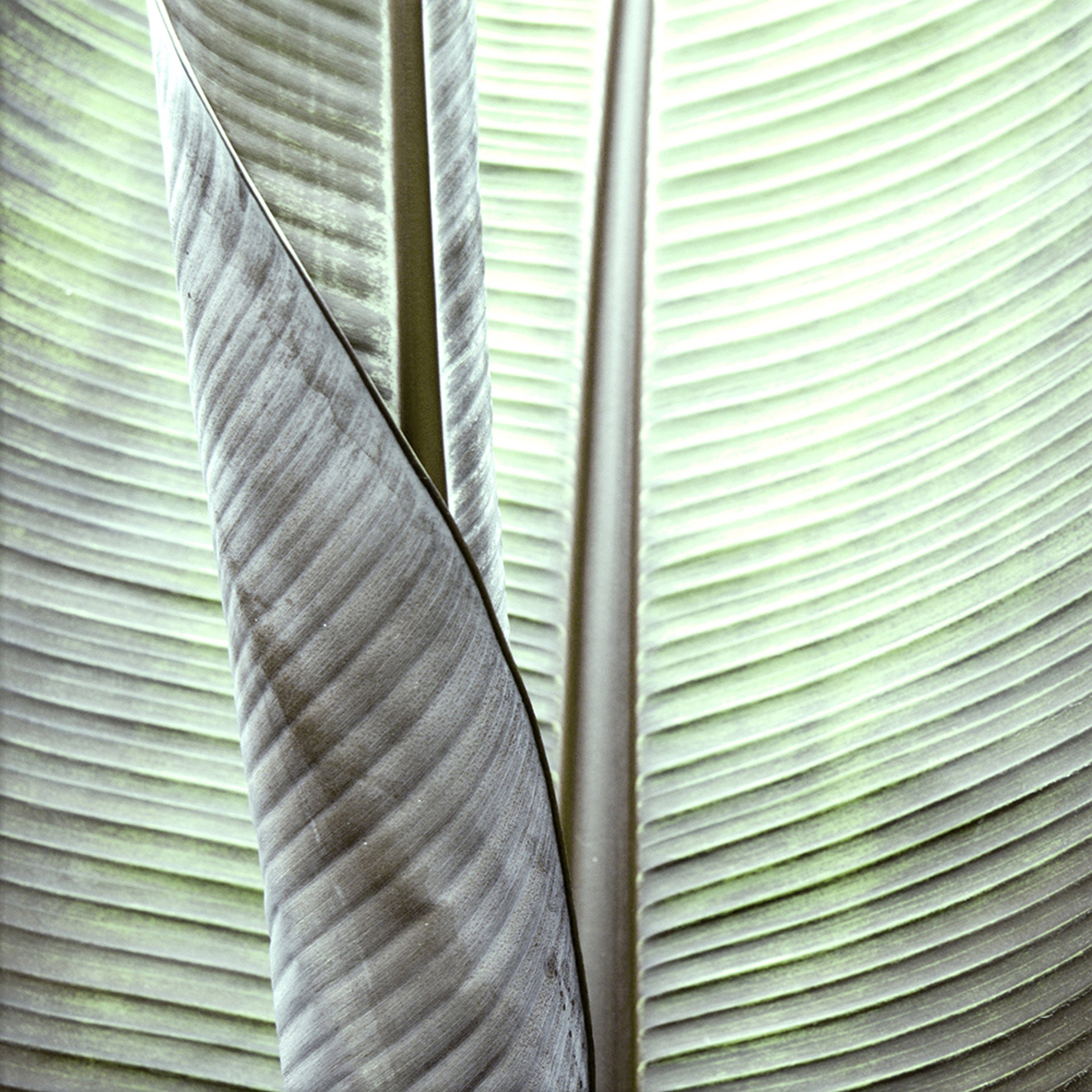 artissimo Glasbild Glasbild 30x30cm Bild Natur Blatt grün Tropical, Natur: Grünes Blatt