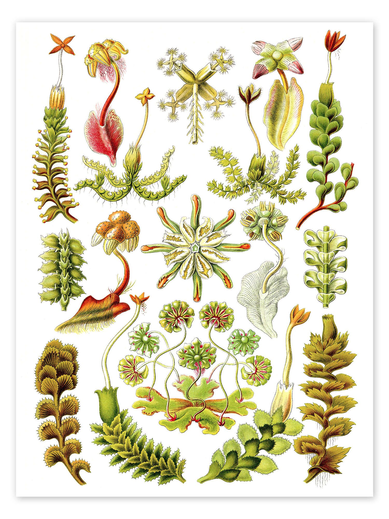 Posterlounge Wandbild Lebermoose, Hepaticae (Kunstformen der Natur, 1899), Ernst Haeckel, erhältlich als Poster, Leinwandbild, Wandsticker oder Acrylglasbild