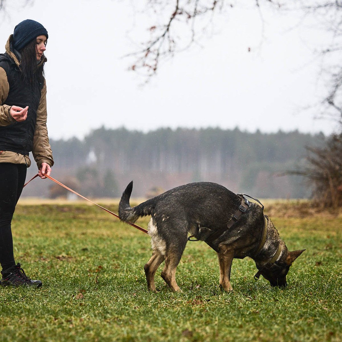 Non-stop dogwear Hunde-Geschirr Hundegeschirr Line Harness günstig online kaufen