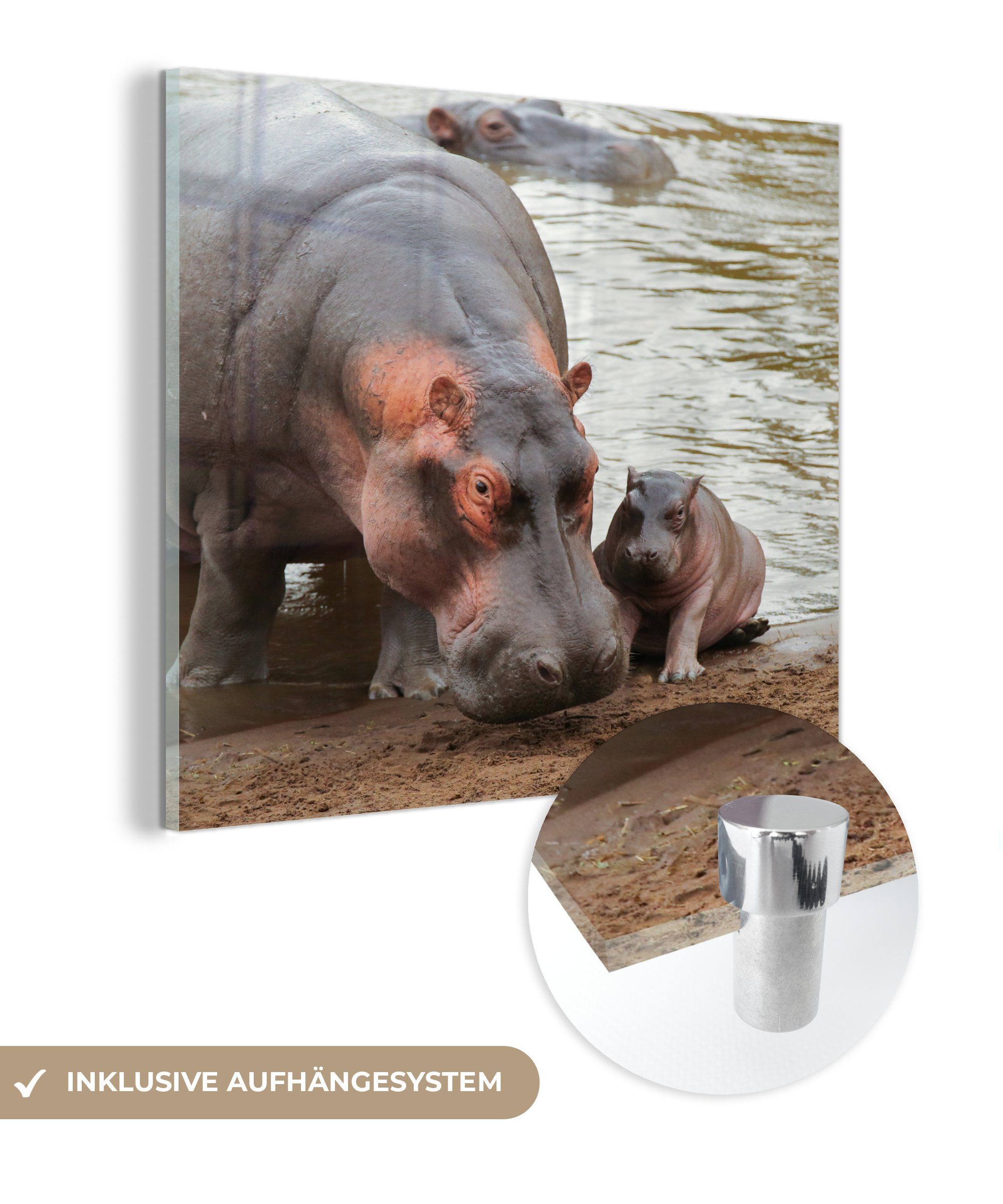 MuchoWow Acrylglasbild Tiere - Nilpferde - Baby, (1 St), Glasbilder - Bilder auf Glas Wandbild - Foto auf Glas - Wanddekoration
