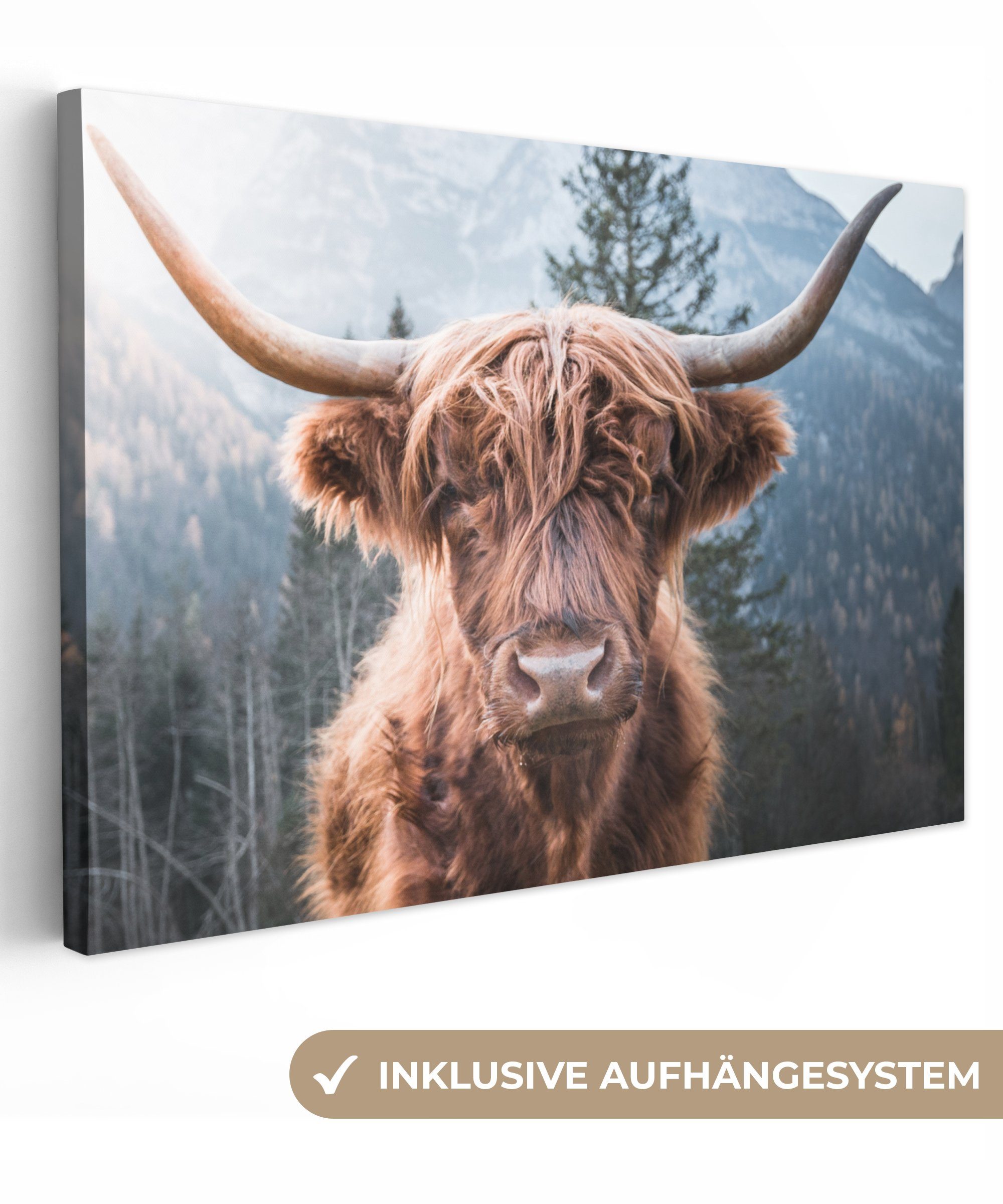 OneMillionCanvasses® Leinwandbild Schottischer Hochländer - Kuh - Tiere - B günstig online kaufen