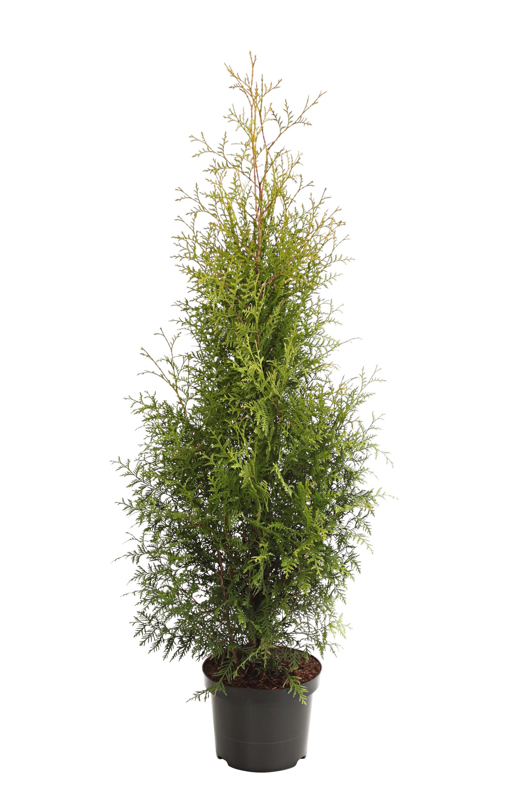Dehner Hecken Thuja Lebensbaum Brabant, 40 Растения, ca. 14 m, 80 - 100 cm, immergrüne Zypresse als Sichtschutz-Hecke