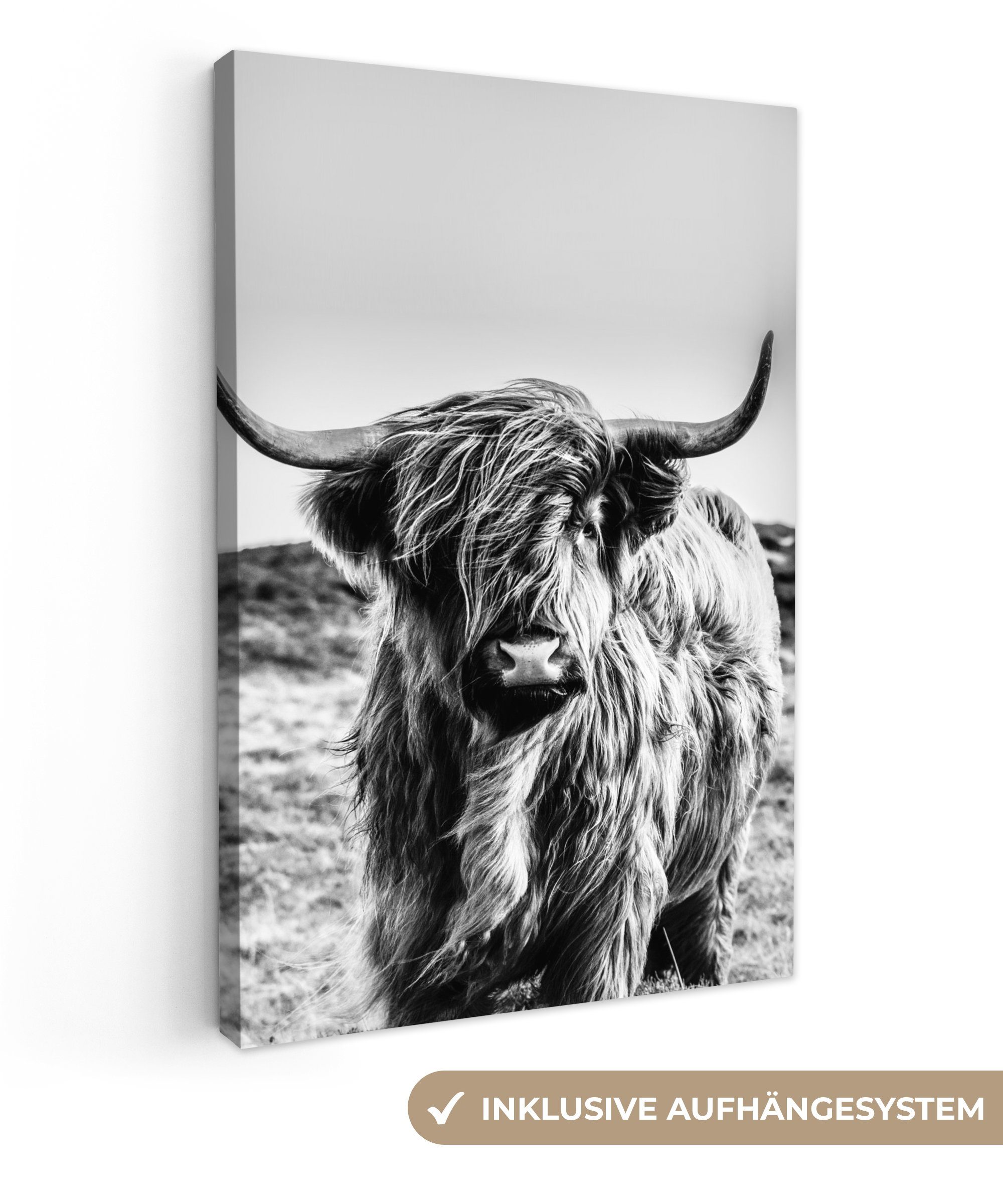 OneMillionCanvasses® Leinwandbild Scottish Highlander - Schwarz günstig online kaufen