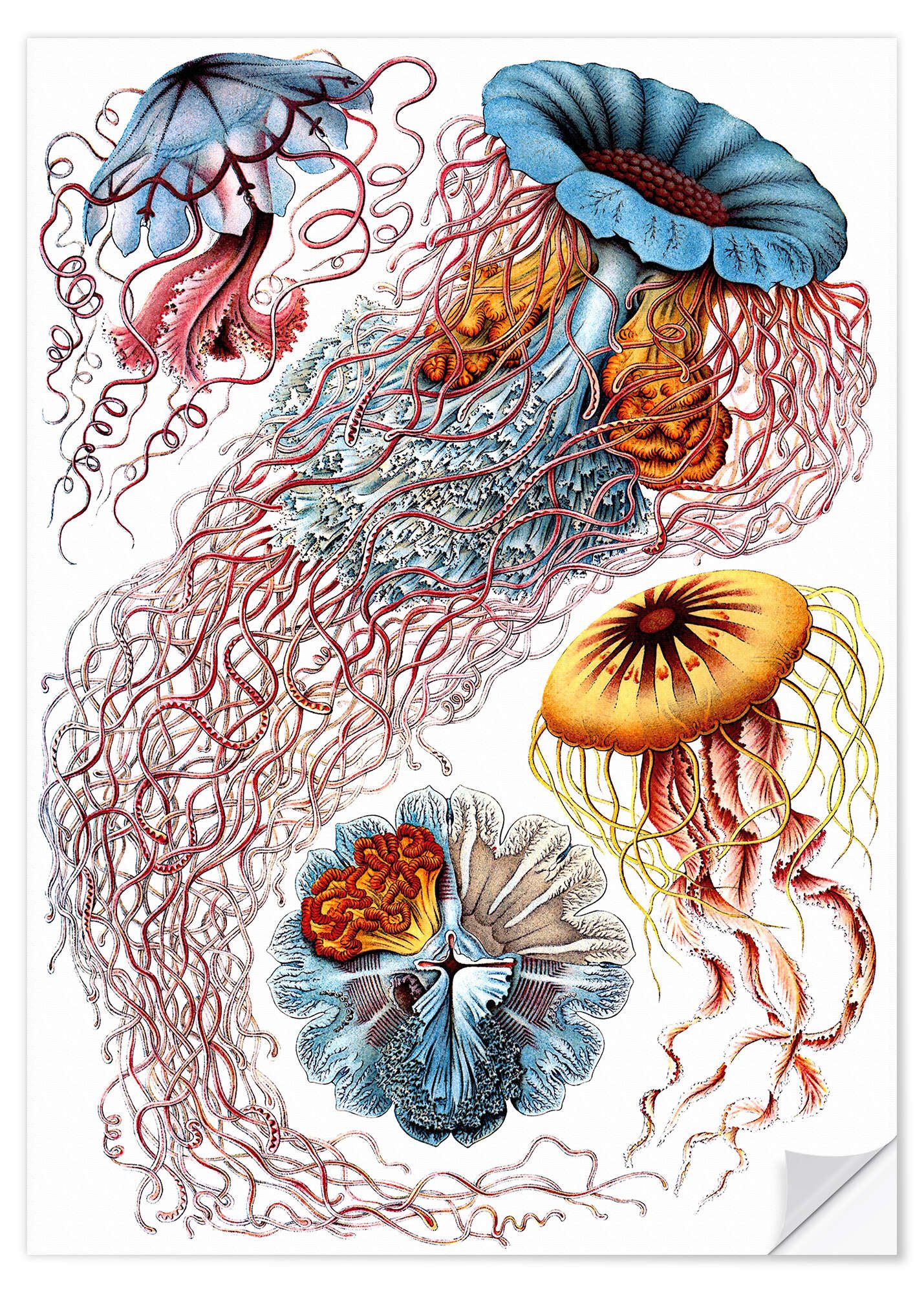 Posterlounge Wandfolie Ernst Haeckel, Semaeostomiden, Discomedusae - Kunstformen der Natur, 1899 I, Badezimmer Maritim Malerei