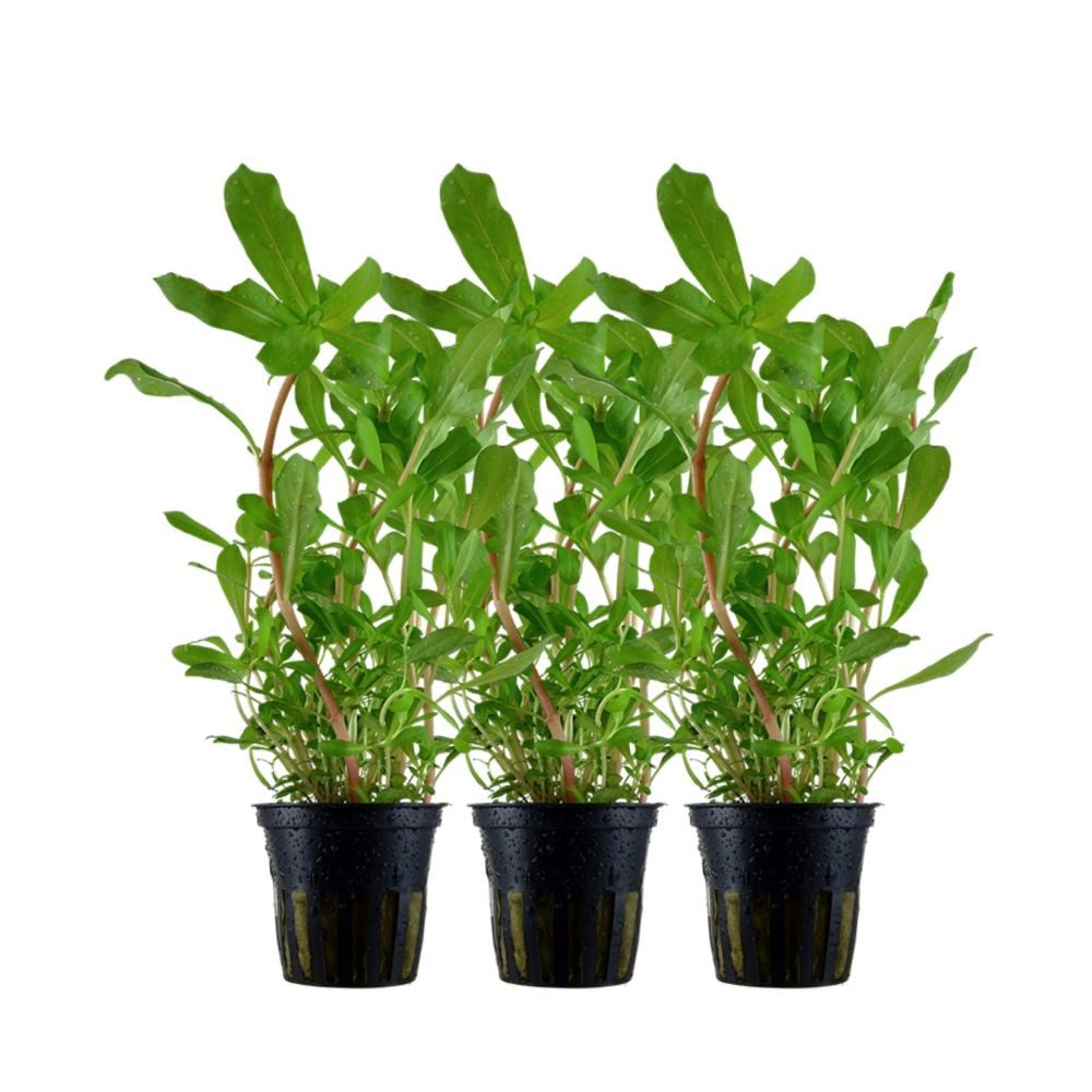 Aquaone Wasserpflanze Aquarium Pflanze 3 Stück Ammannia crassicaulis Nr.033B