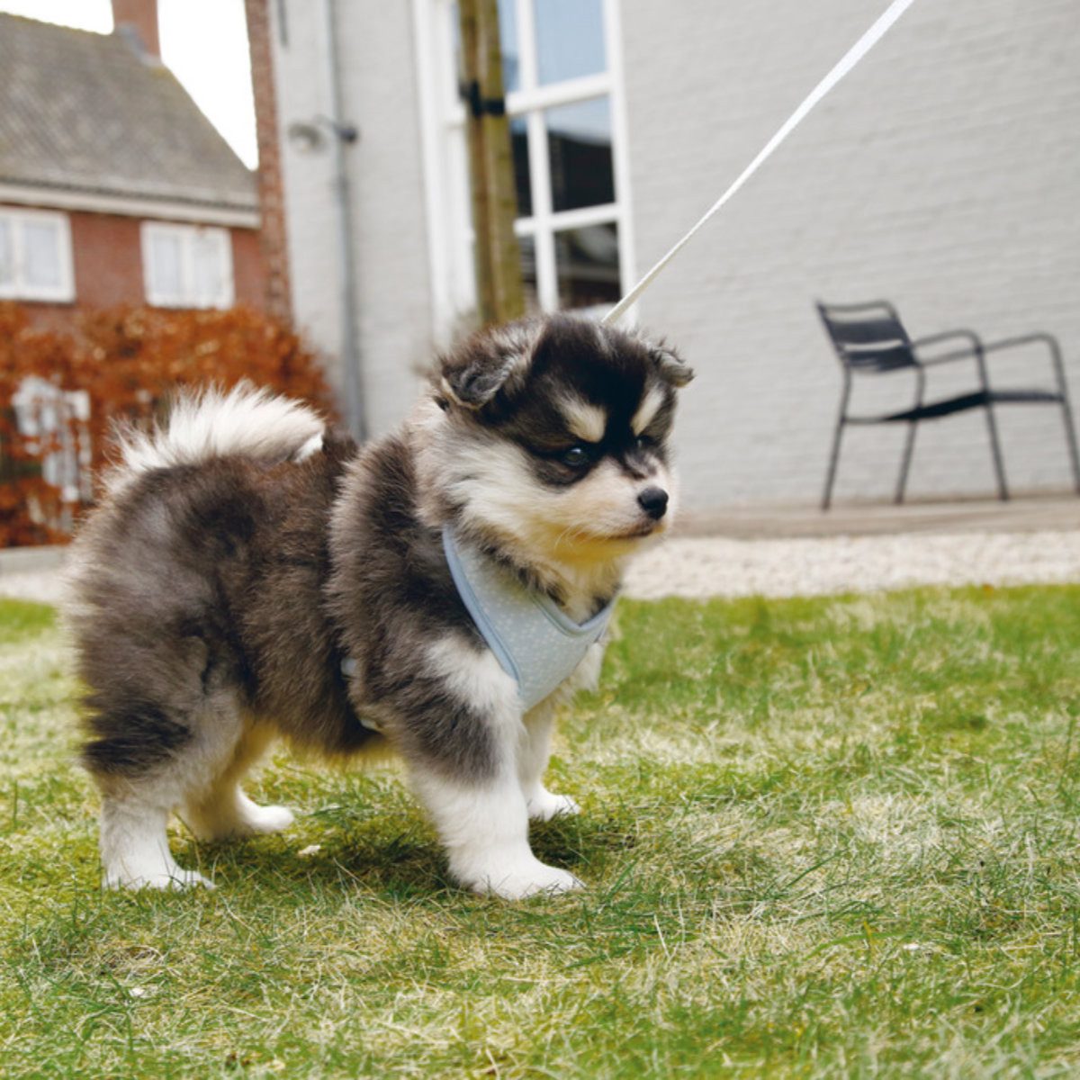 Beeztees Hunde-Geschirr Puppy Geschirr Harno hellblau