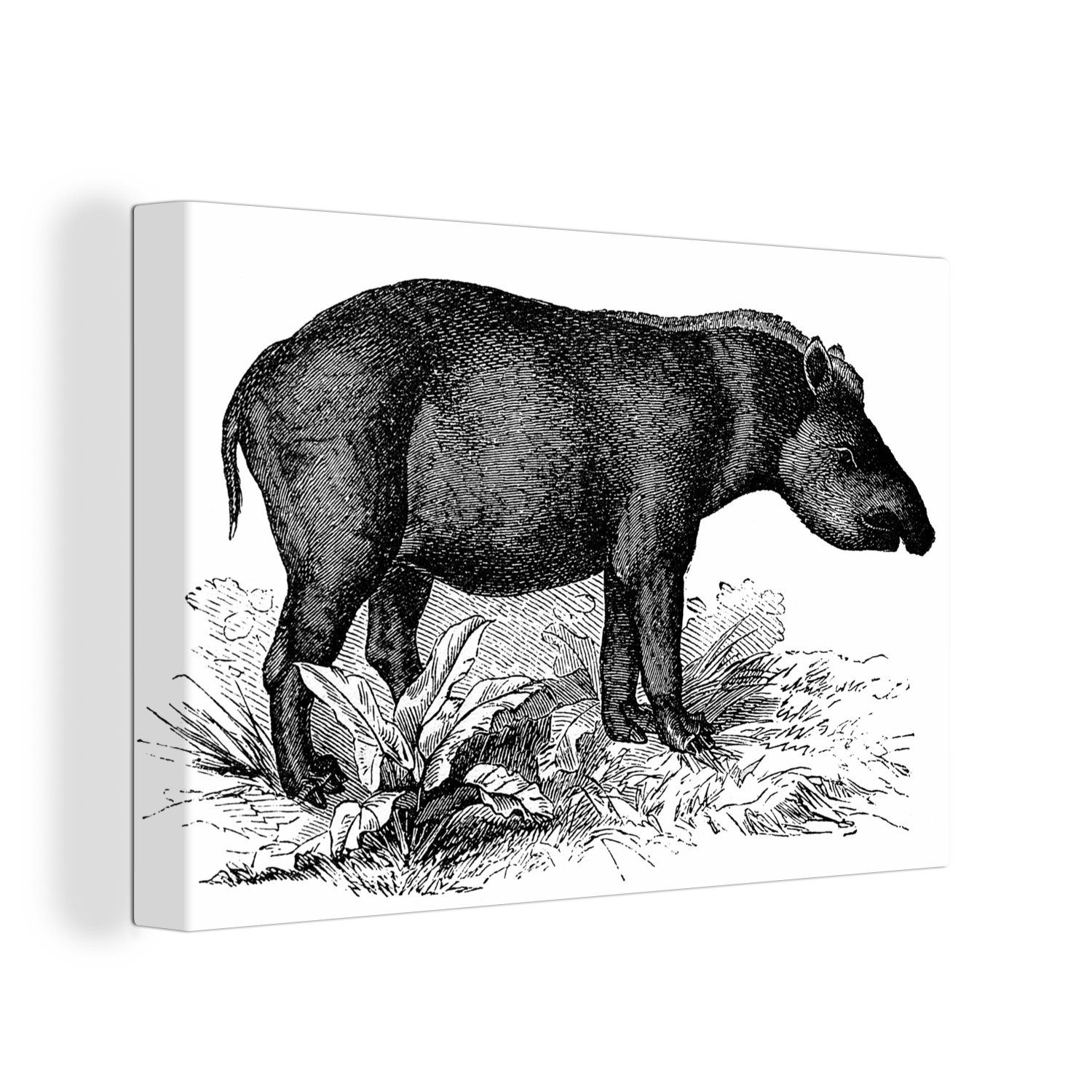 OneMillionCanvasses® Leinwandbild Illustration eines Tapirs in Schwarz-Weiß, (1 St), Wandbild Leinwandbilder, Aufhängefertig, Wanddeko, 30x20 cm