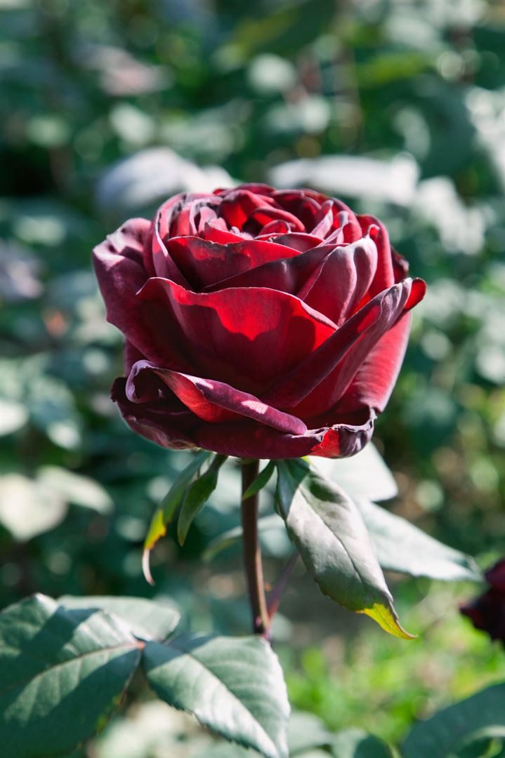Pflanzen für Dich Rose Rosa Barkarole