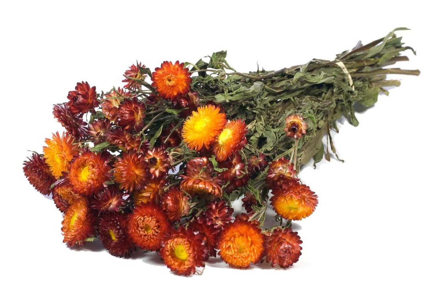 Trockenblume Strohblumen Trockenstrauß ALMINKA, getrocknet, rot-orange, 5, INNA-Glas, Höhe 60.0 cm