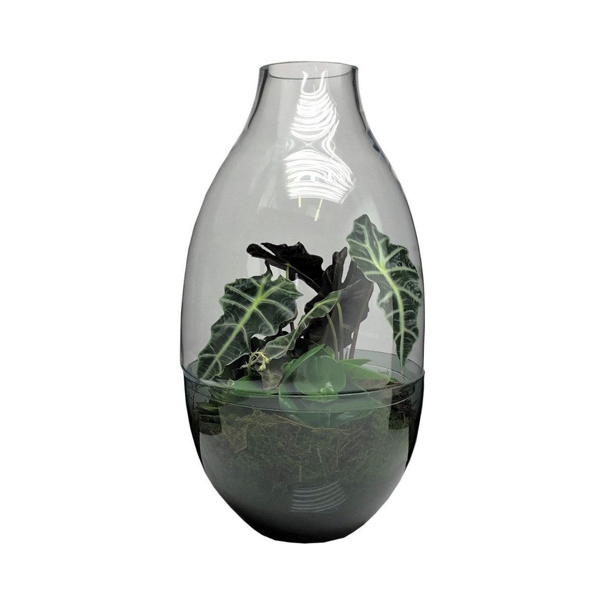 INNA-Glas Terrarium Glas Pflanzen Terrarium PALITA, klar, 64cm, Ø34cm