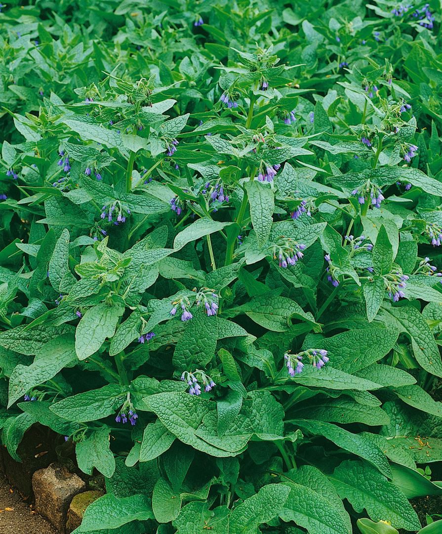 Pflanzen für Dich Staude Symphytum azureum, 1 St., Blauer Beinwell, Kaukasus-Beinwell