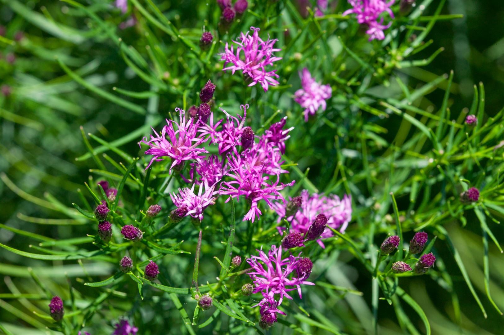 Pflanzen für Dich Staude Vernonia crinita, 1 St., Eisenkraut, Eisenkrautaster