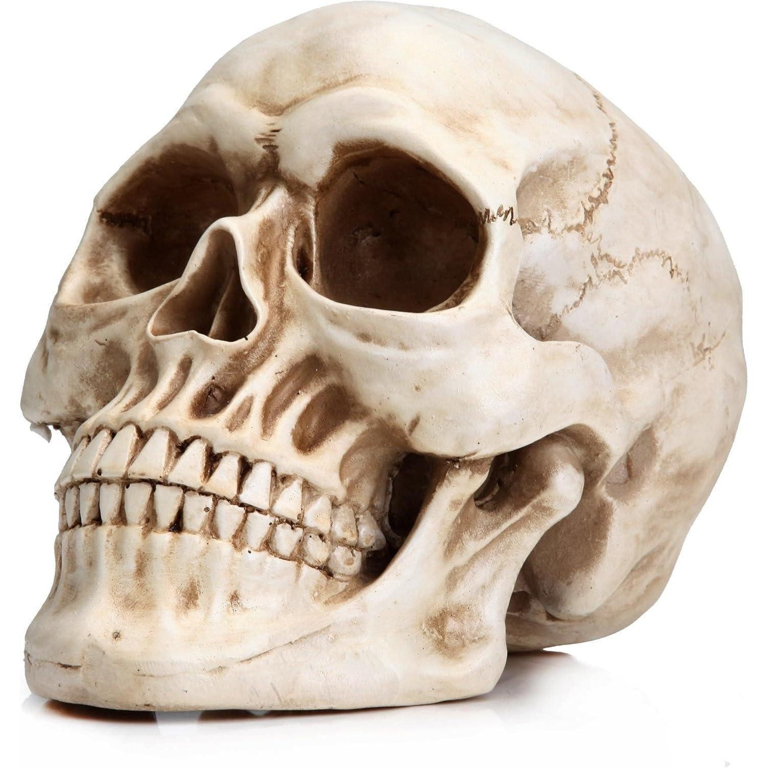 LuxusKollektion Skulptur Totenkopf Schädel Modell Kunstharz Klassisch