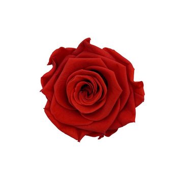 Kunstblume TRIPLE K Rosenbox - Infinity Rosen - Geburtstag, Valentinstag, Hochzeitstag - 3 Jahre haltbar - mit intensivem Rosenduft - inkl. Grußkarte Infinity Rose, TRIPLE K, Höhe 8 cm