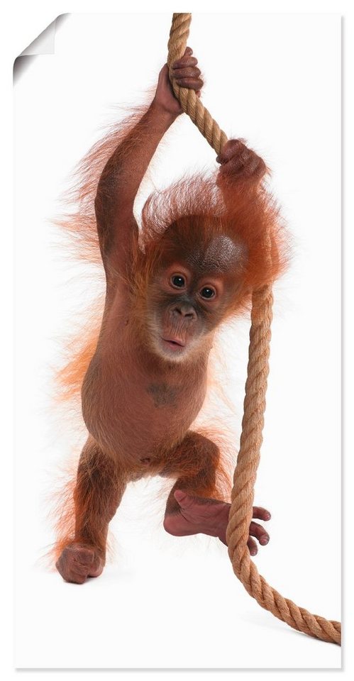 Artland Wandbild Baby Orang Utan hängt am Seil I, Wildtiere (1 St), als  Alubild, Leinwandbild, Wandaufkleber oder Poster in versch. Größen