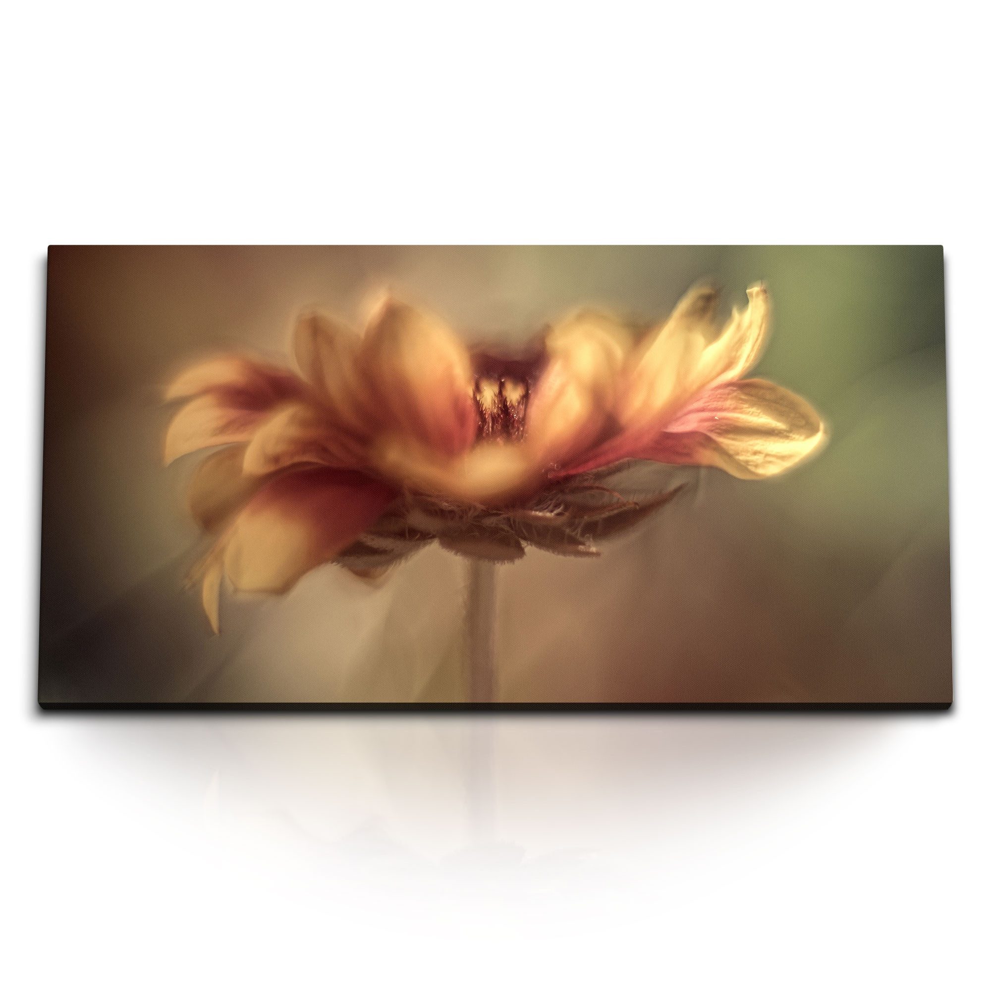 Leinwandbild Kunstdruck Bilder 120x60cm Blume Blüte Brauntöne Fotokunst Natur