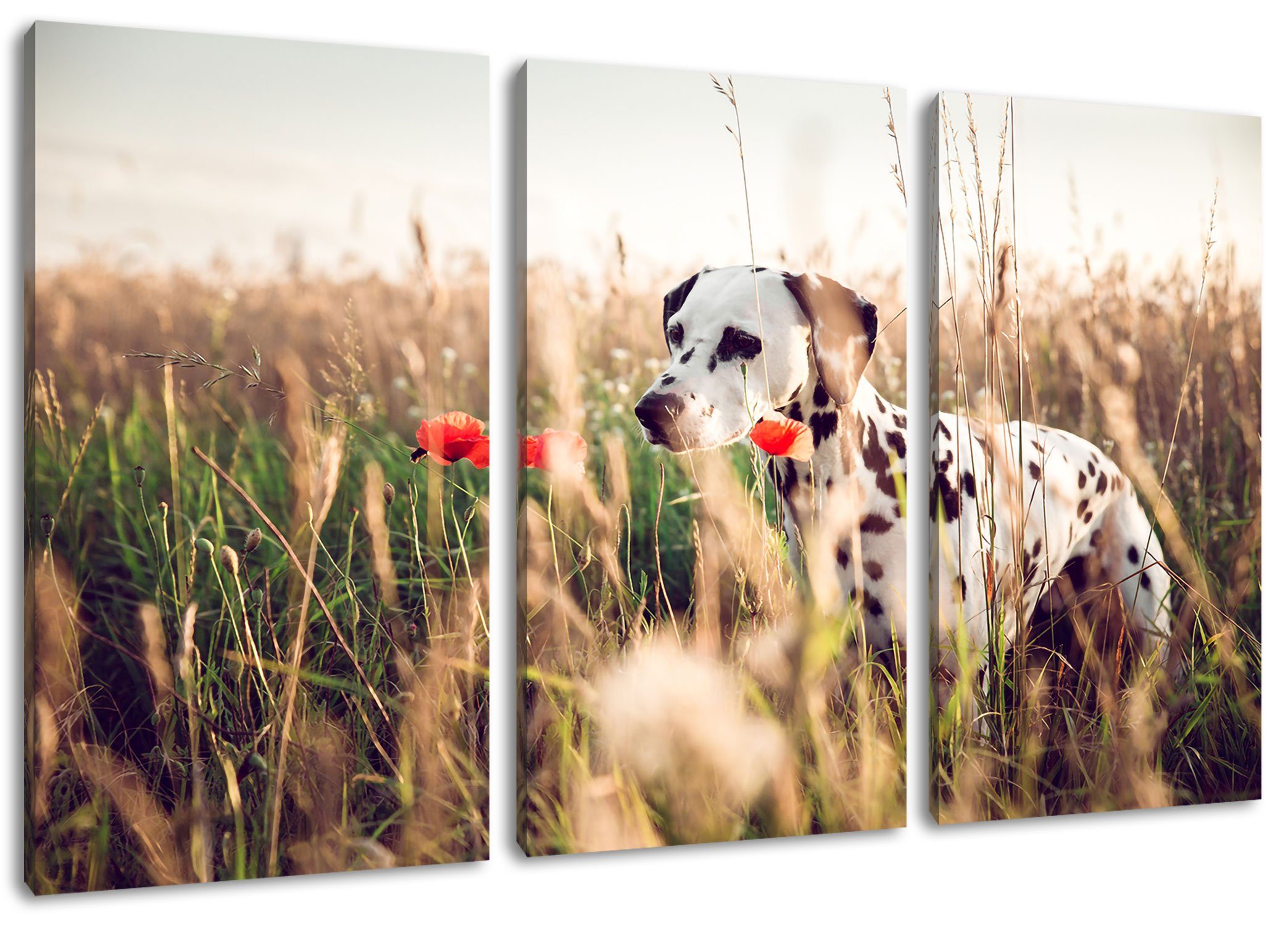 Pixxprint Leinwandbild Neugieriger Hund im Feld, Neugieriger Hund im Feld 3Teiler (120x80cm) (1 St), Leinwandbild fertig bespannt, inkl. Zackenaufhänger