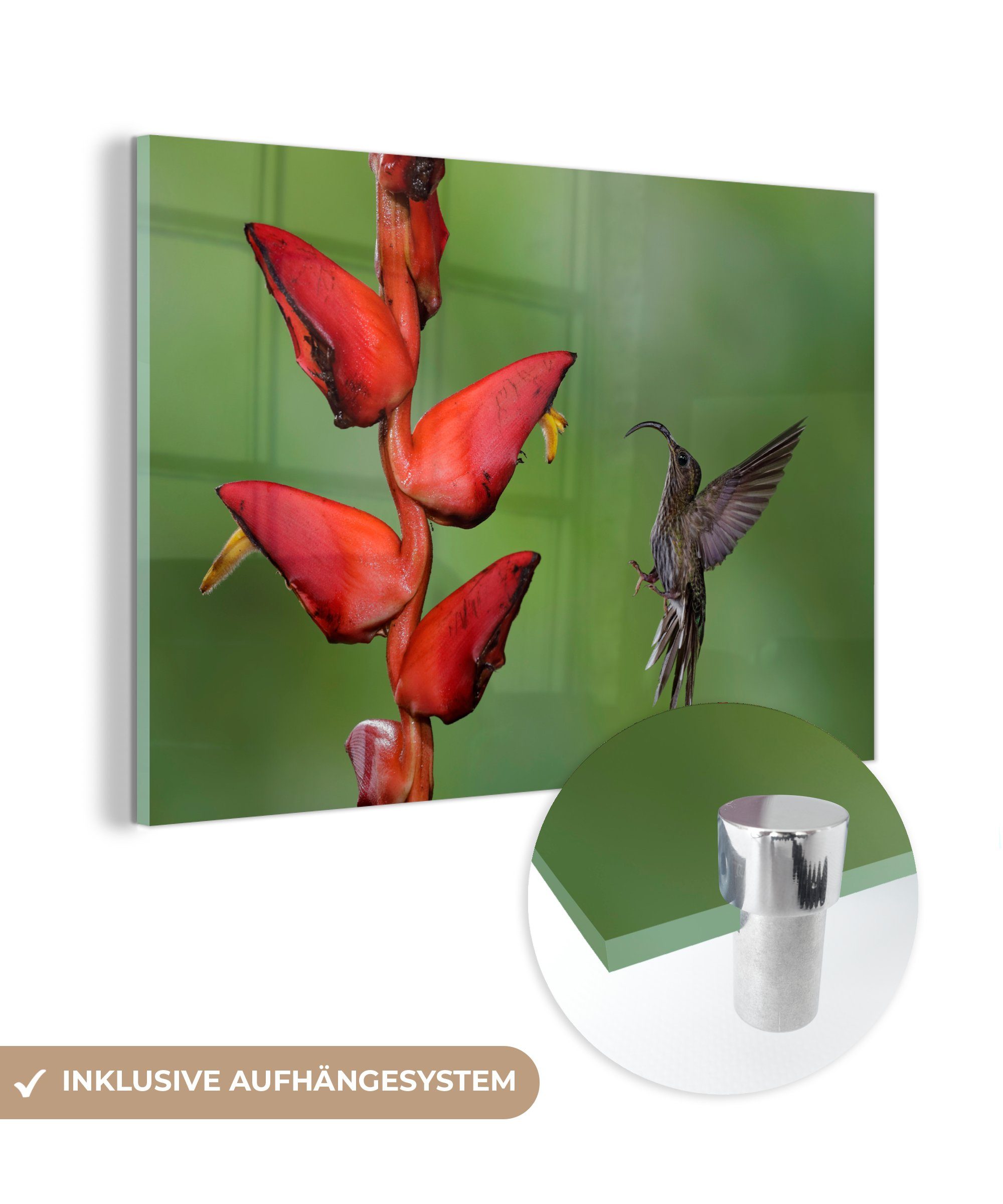 MuchoWow Acrylglasbild Ein fliegender Hakennasenkolibri in der Nähe einer roten Blume, (1 St), Acrylglasbilder Wohnzimmer & Schlafzimmer