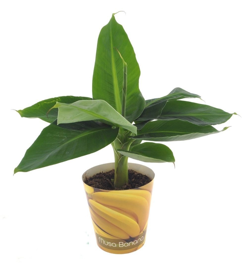 meinvipshop Topfpflanze Banane Musa Tropicana