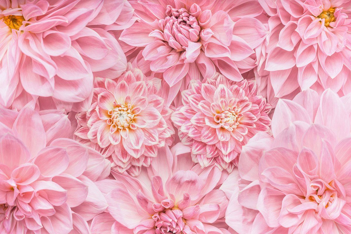 Papermoon Fototapete Blumen