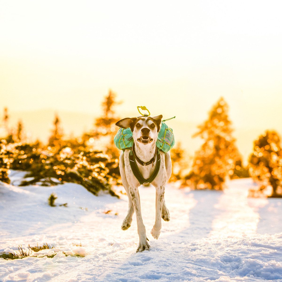 Non-stop dogwear Hunde-Geschirr Hunderucksack Trail Light Dog Backpack teal