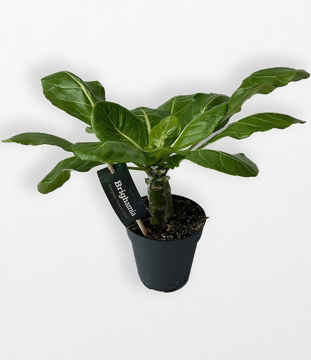 BALDUR Garten Zimmerpflanze Hawaii-Palme, 1 St., Miniaturpalme, pflegeleicht