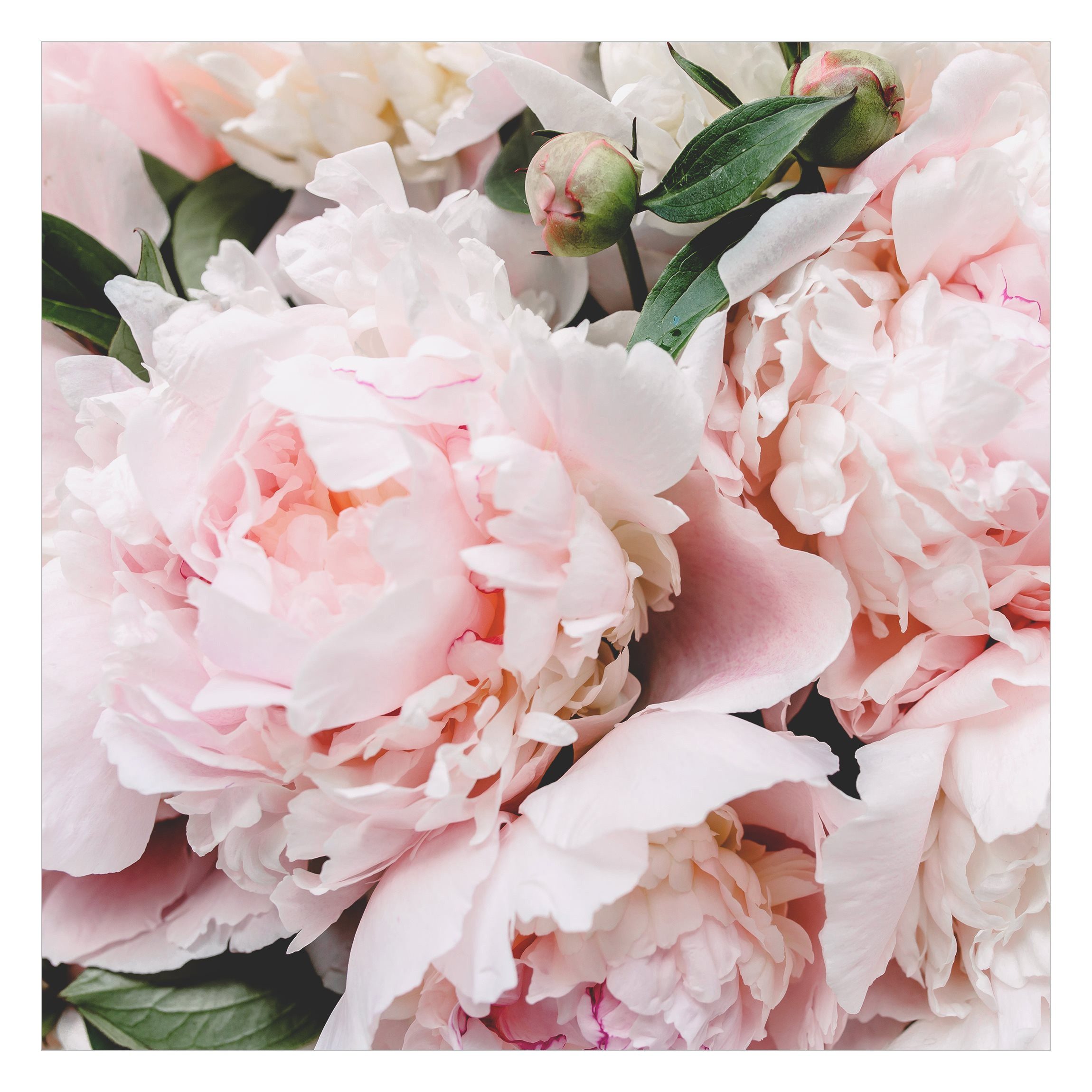 Bilderdepot24 Fototapete Rosen Pfingstrosen Hellrosa Blumen Natur Pflanzen günstig online kaufen