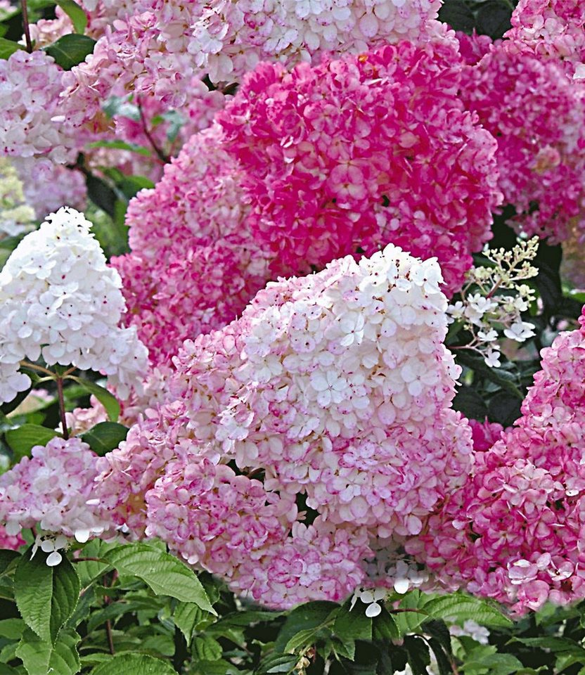 BALDUR Garten Zierstrauch Freiland-Hortensie 'Vanille Fraise®', 1 St., Rispenhortensien,winterhart, mehrjährig, pflegeleicht