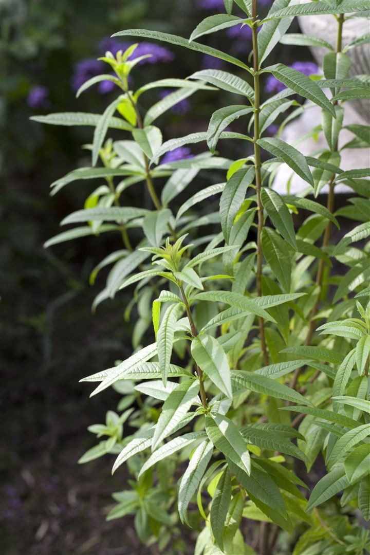 Pflanzen für Dich Staude Aloysia triphylla, 1 St., Zitronenverbene, Zitronenstrauch, Verveine