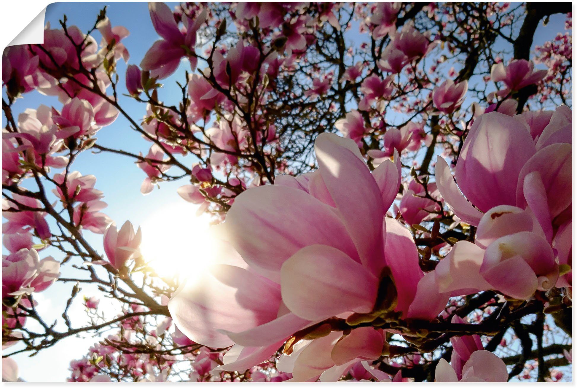 Artland Wandbild Magnolienbaum im Sonnenschein, oder Poster Wandaufkleber versch. Leinwandbild, in Baumbilder Größen Alubild, St), als (1